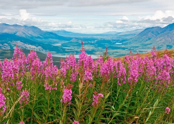 AC0717_Fireweed_154x111_01_1280px__81962.jpeg