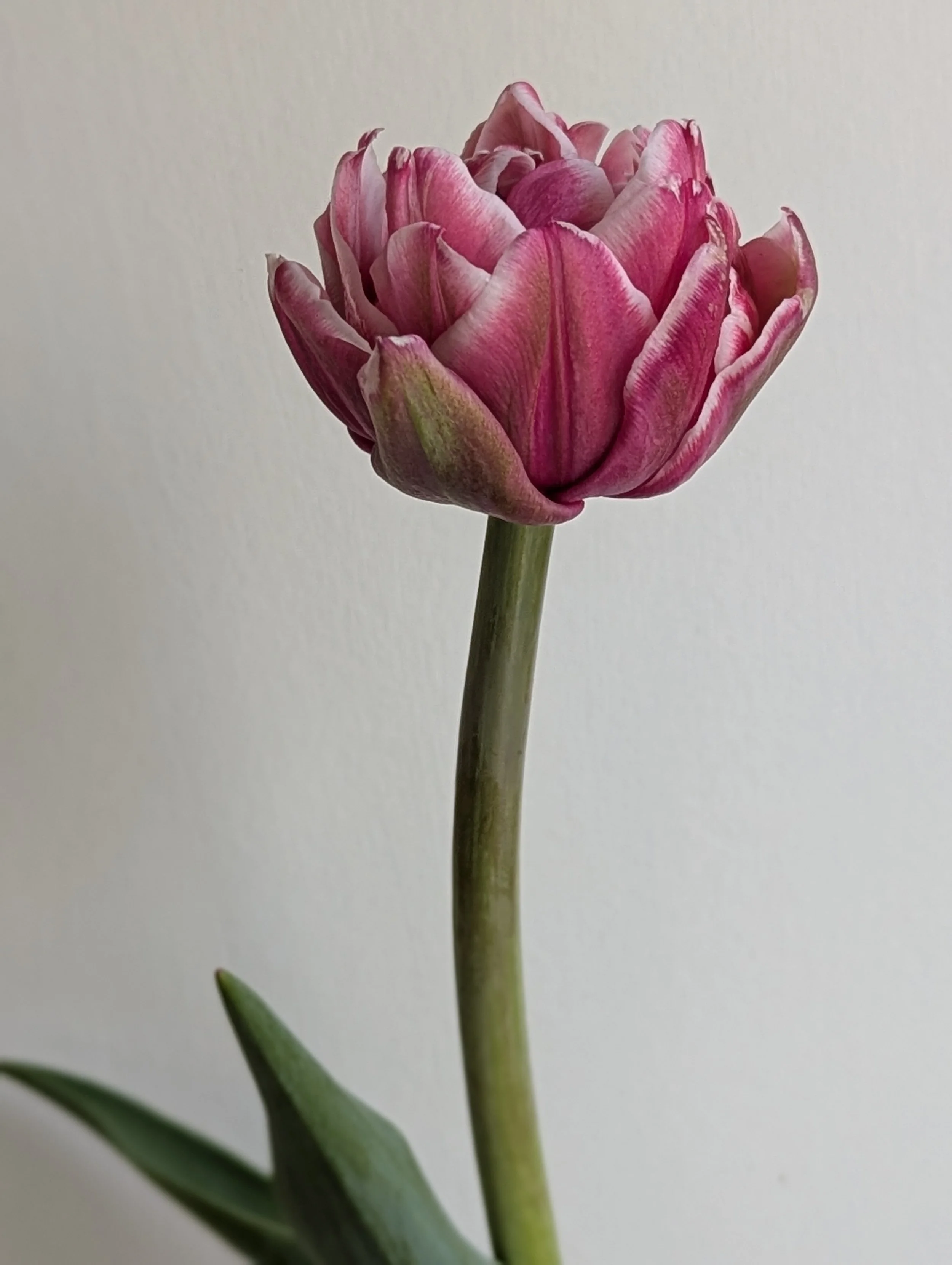 Dressing Tulip.jpg