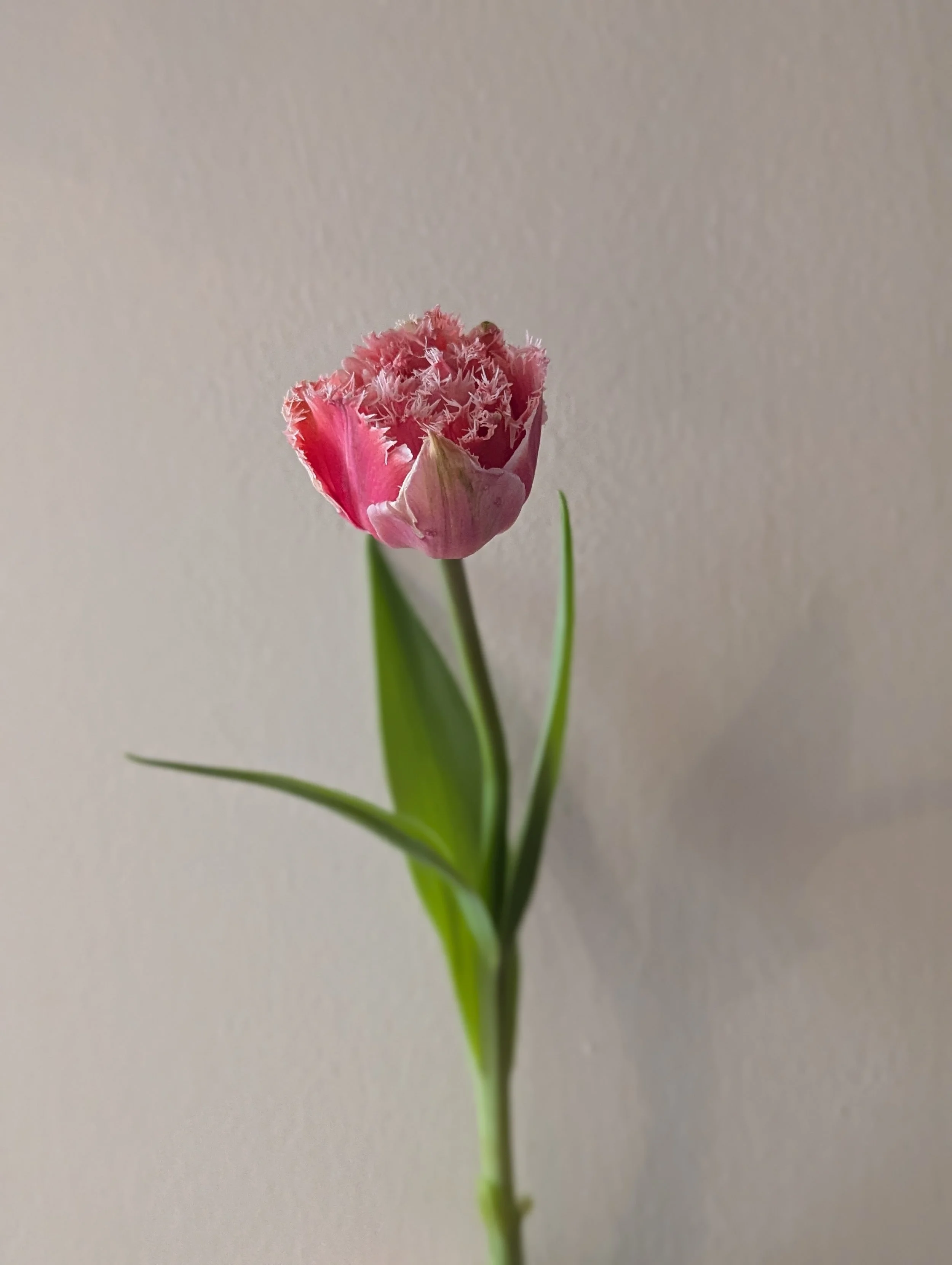 Brest fringe tulip.jpg