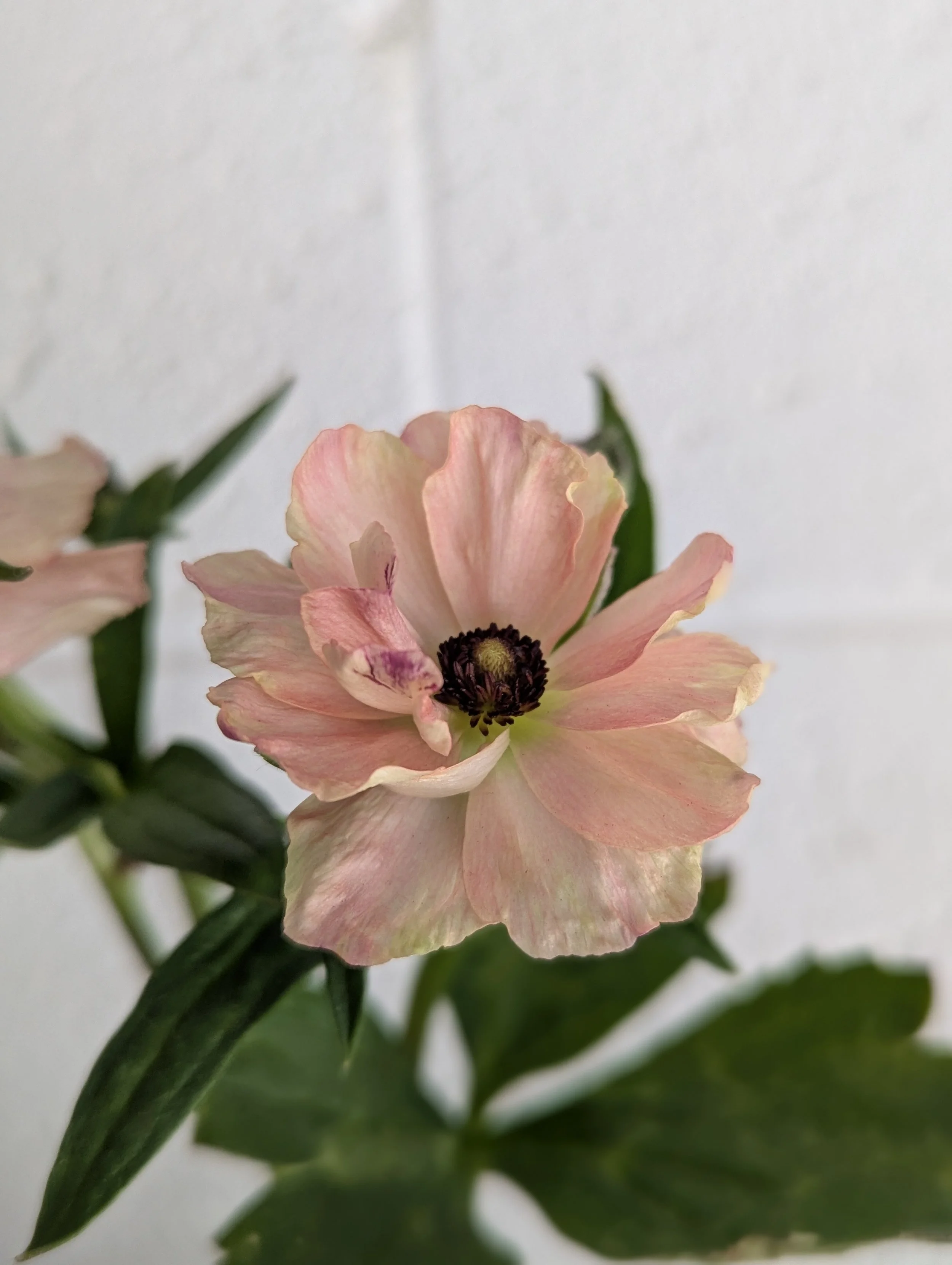Hestia Butterfly Ranunculus.jpg
