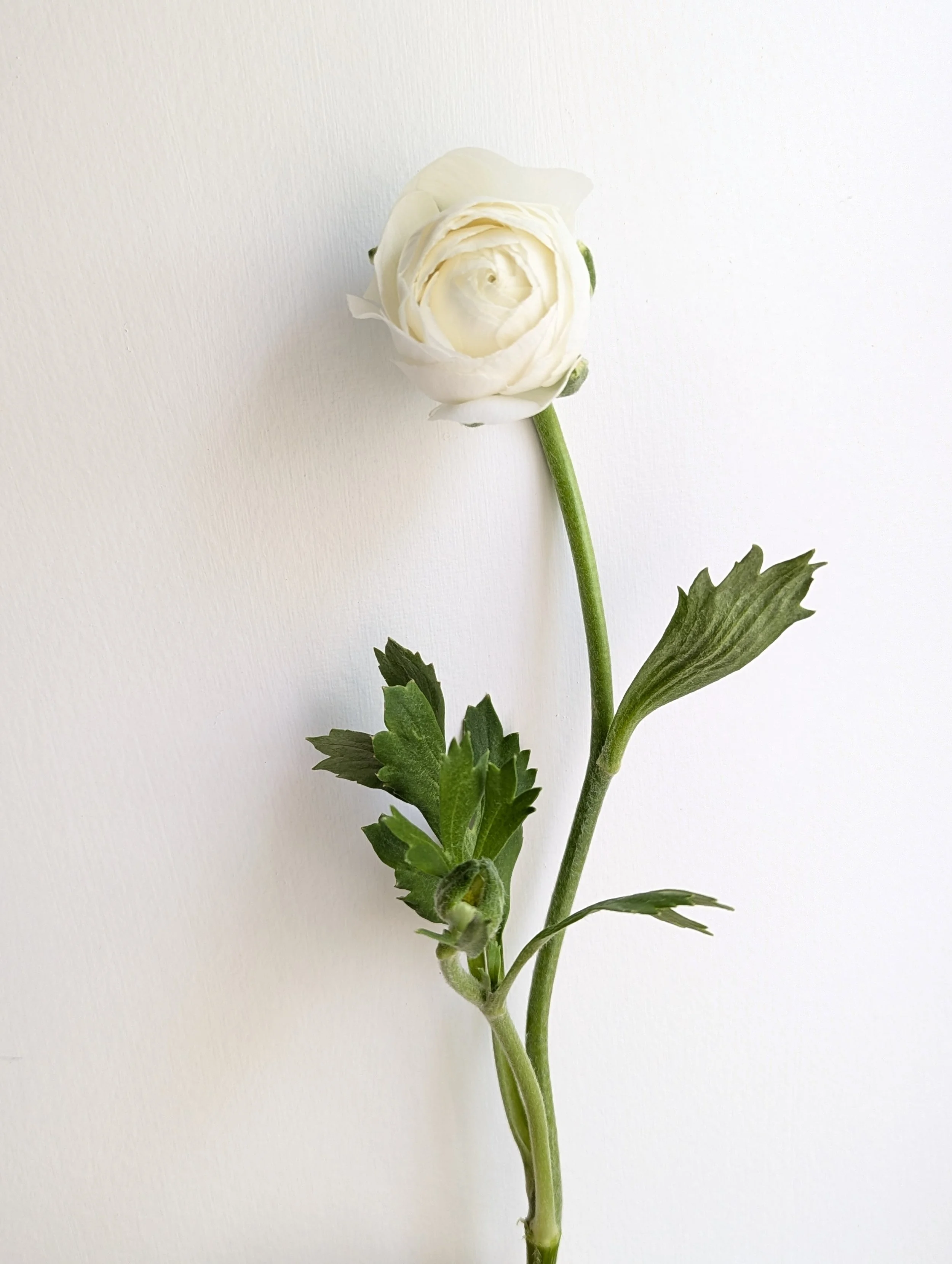 Elegance Bianco Ranunculus.jpg