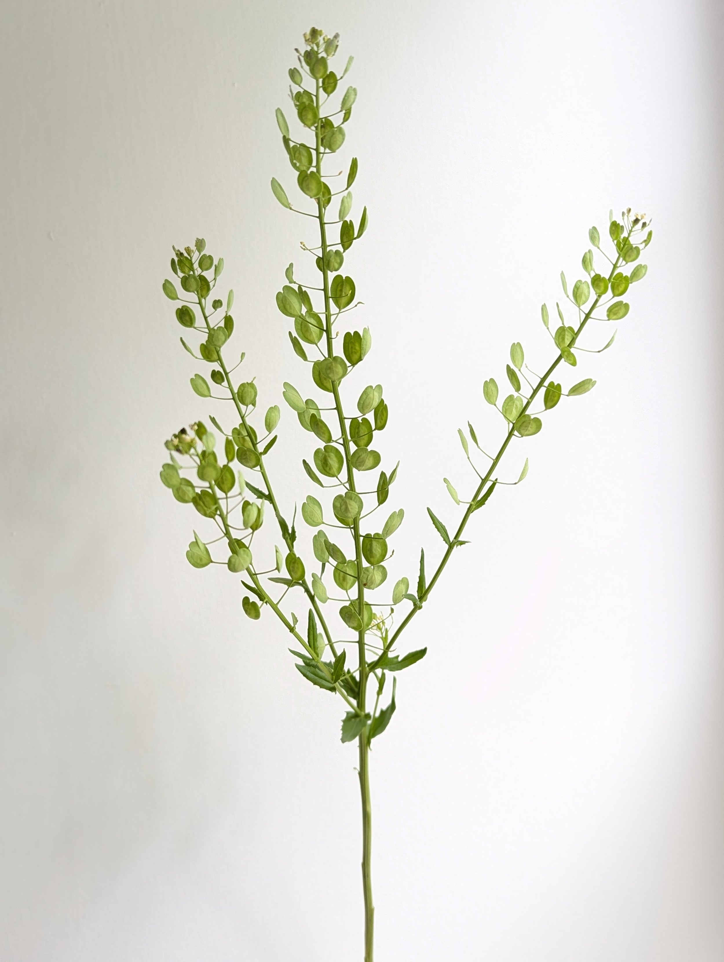 Pennycress.jpg
