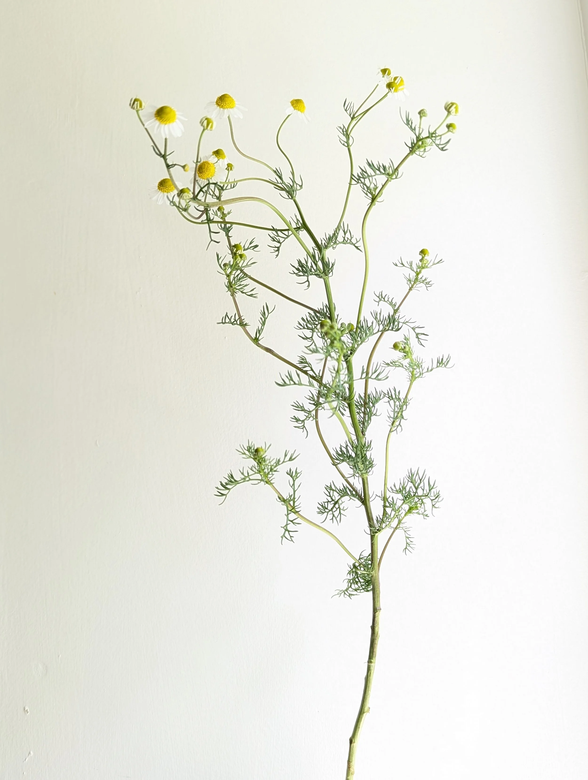 Chamomile.jpg
