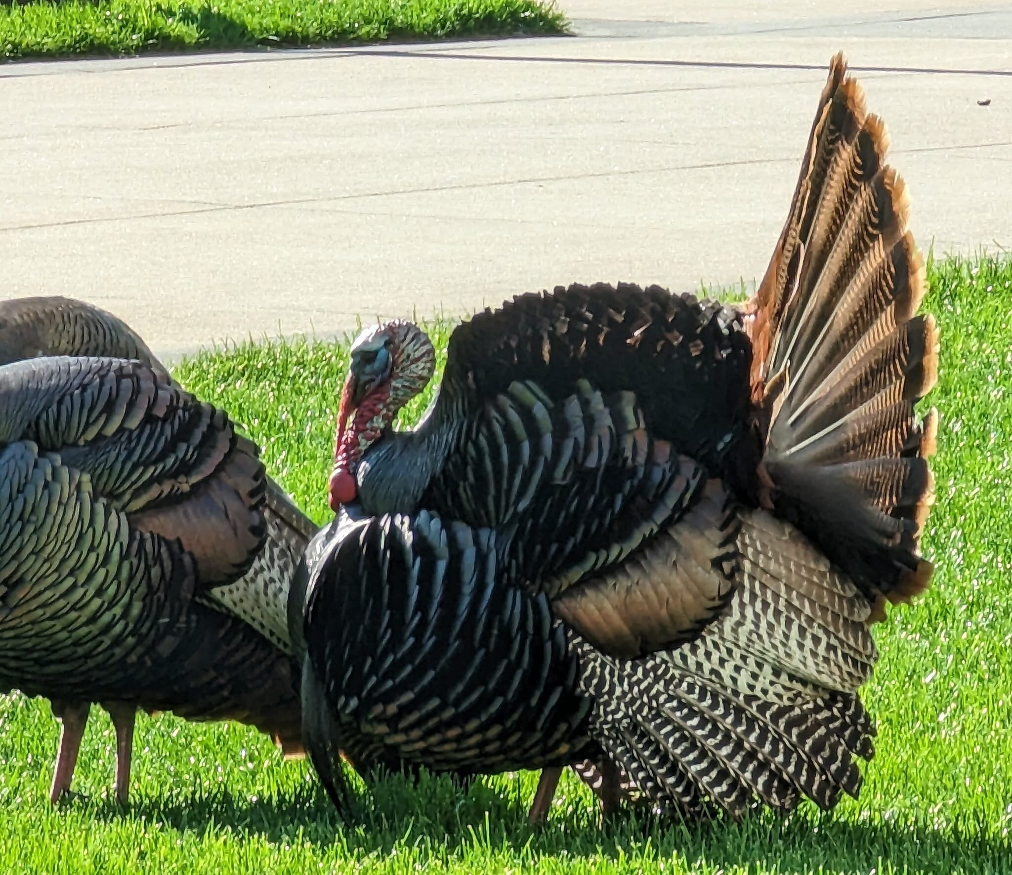 I'm in Minnesota for a couple days and was on campus for a meeting. Some turkeys greeted me as I exited the parking ramp. Michael Wilson I feel these photos may make a nice contribution to your ever popular corpus of Twin Cities turkey photos on FB. 