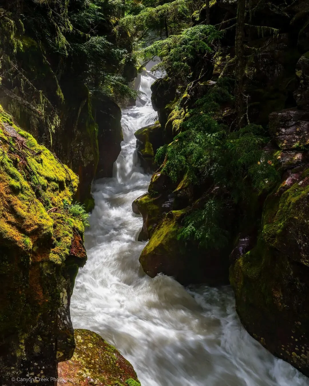 The west side of Glacier National Park is a rain forest and is so lush and green.  #glaciernationalpark #national_park_phototography #ilovenature #landscapephotography