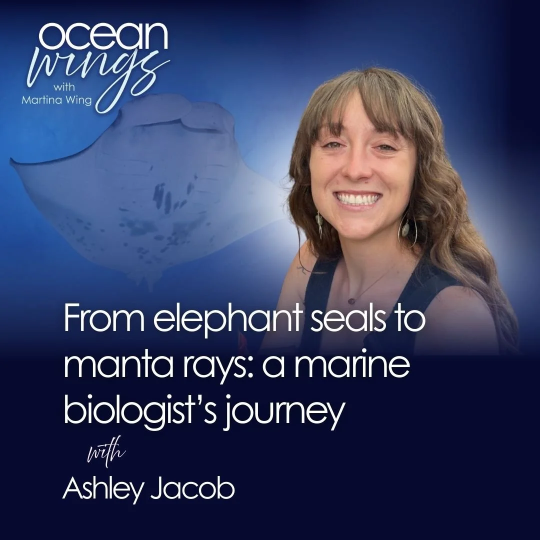 A marine biologist’s journey, from elephant seals to manta rays