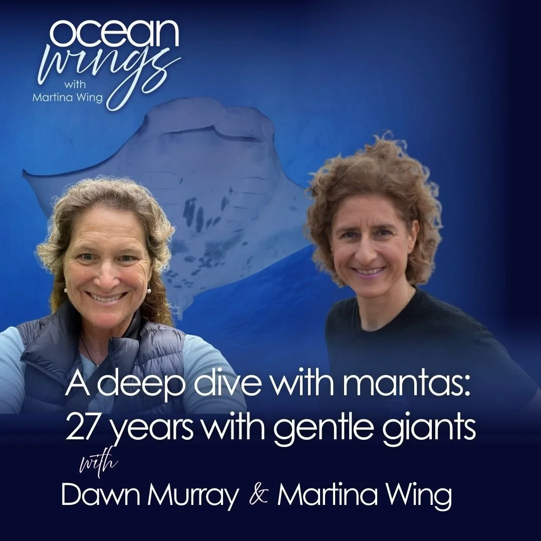 The lives and habits of manta rays: Dawn Murray interviews Martina Wing