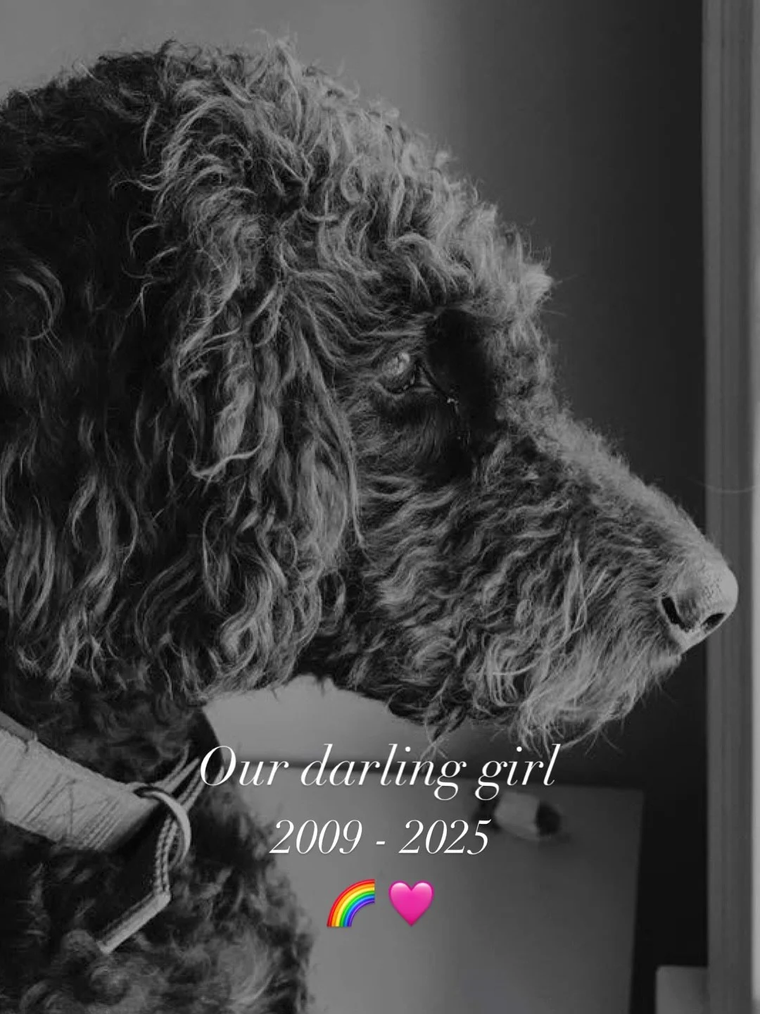 Yesterday our darling girl Ronnie was held with so much love as she peacefully passed away, whilst being told Rocky is waiting for her. They were a pair and now Ronnie and Rocky are together again. She was 16 and lived an incredible life. Goodnight o