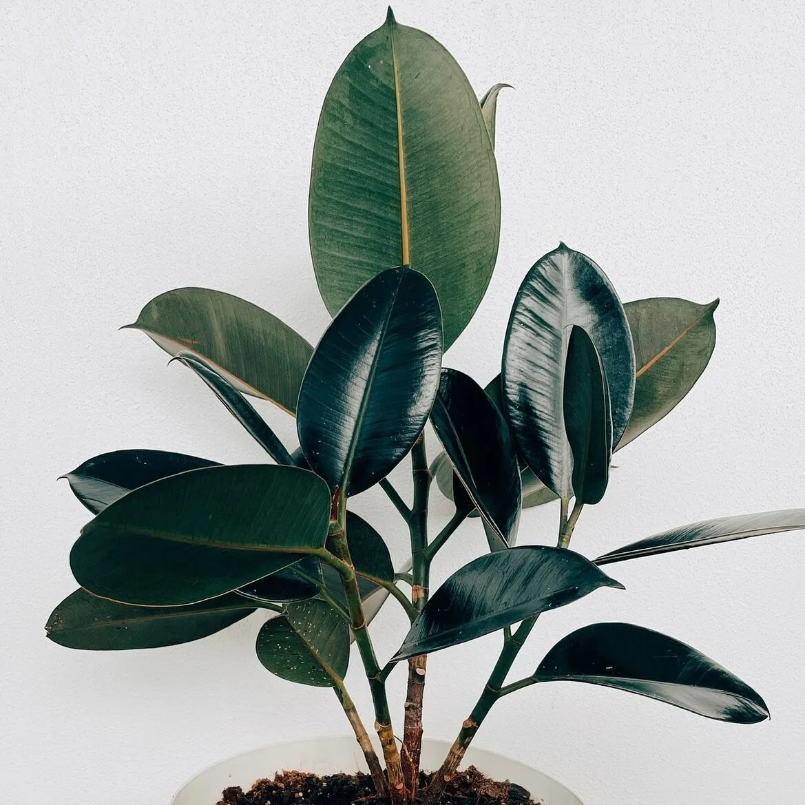 Making eyes at our dark and handsome burgundy rubber plant 🖤 

He&rsquo;s hardy, reliable and low maintenance. Everything you need in your indoor house plant.

Are you a #rubberplant lover? 
______________________________
#ficuselastica #plantdiary 