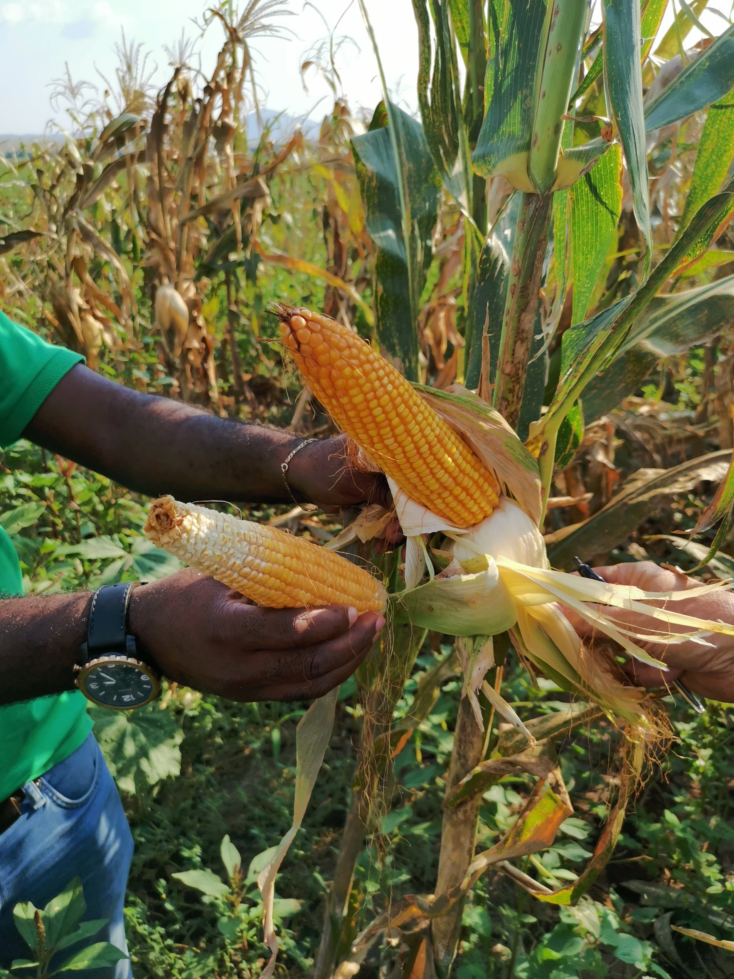 Optimising on-farm productivity and yield
