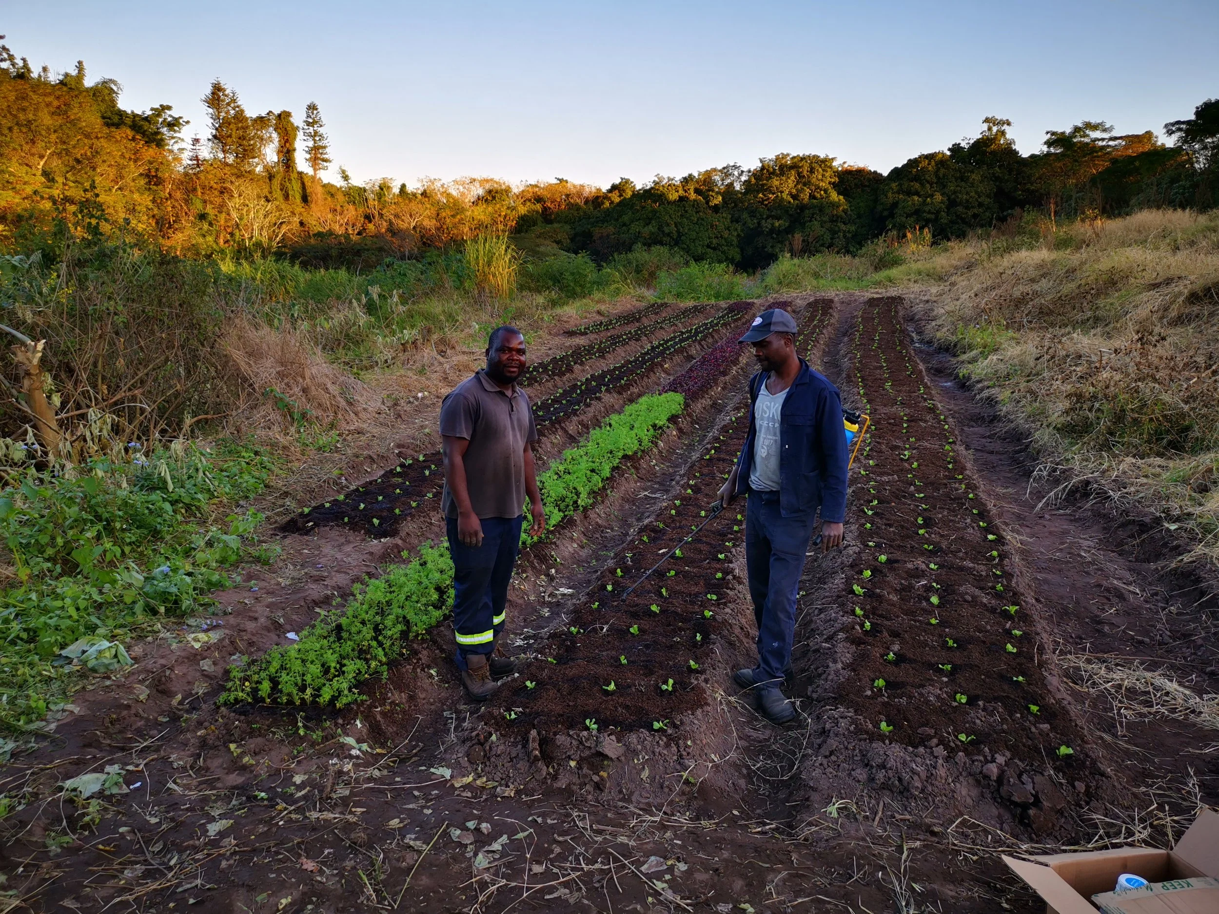 Two men working on a farm during sunset, watering young lettuce plants in rows with the landscape of trees and hills in the background.
