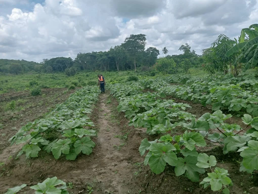 Project 3: Malawi & Tanzania | Smallholder Productivity & Training