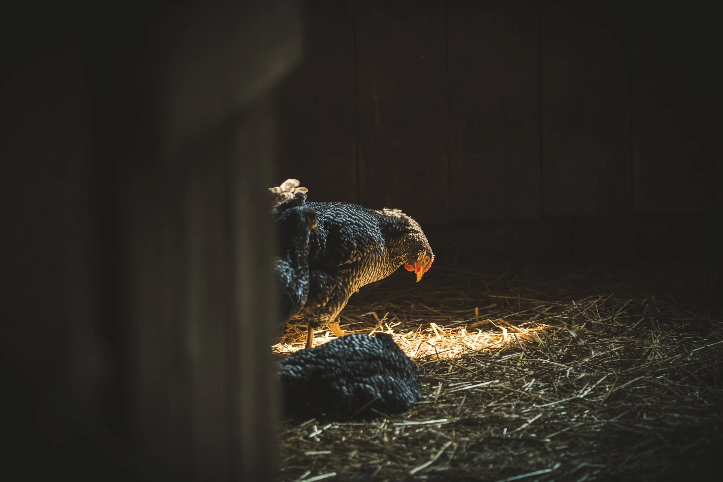 Project 6: Regional Poultry Flagship Programme & Business Cases | Southern Africa