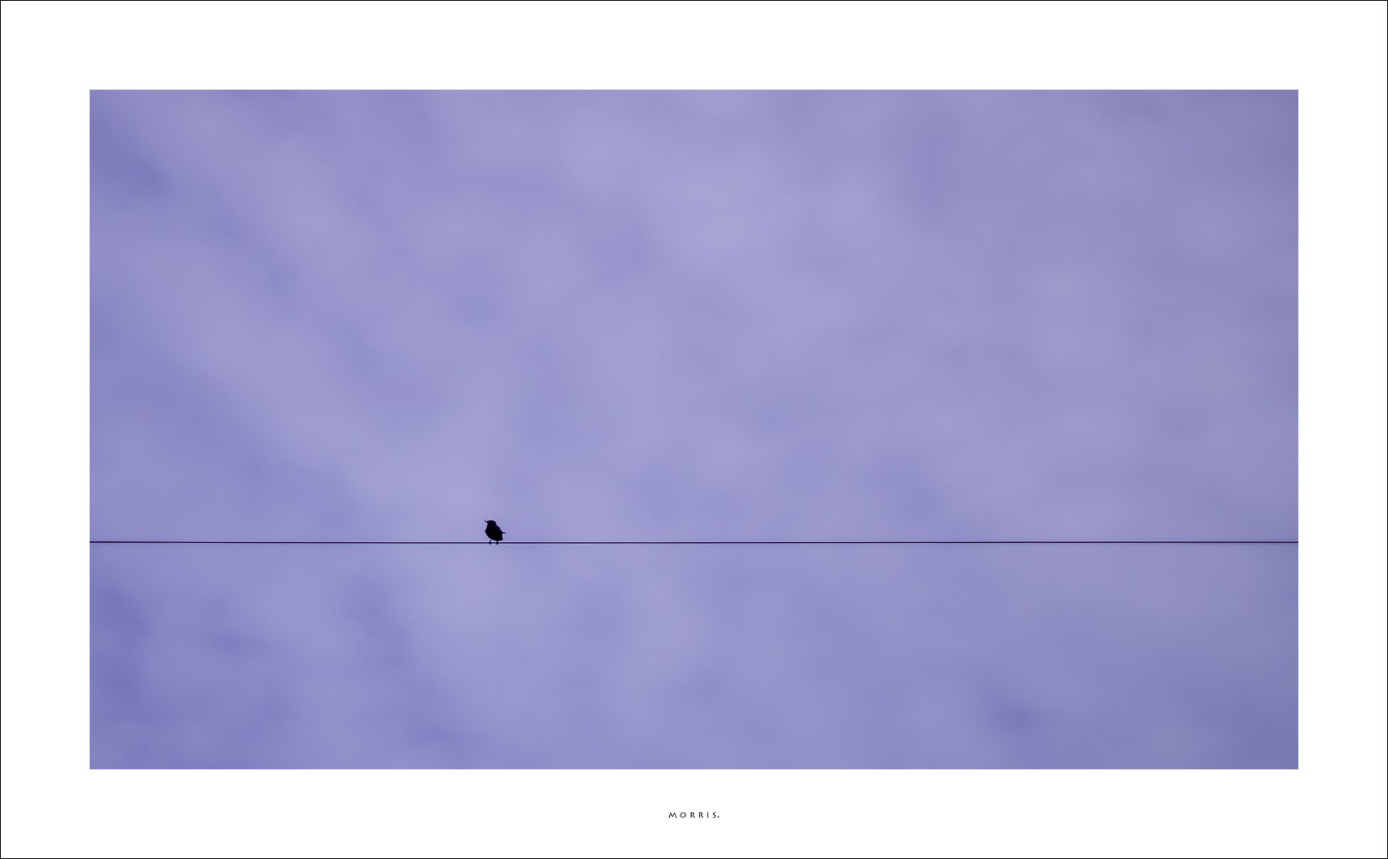 Lonely bird on zipline