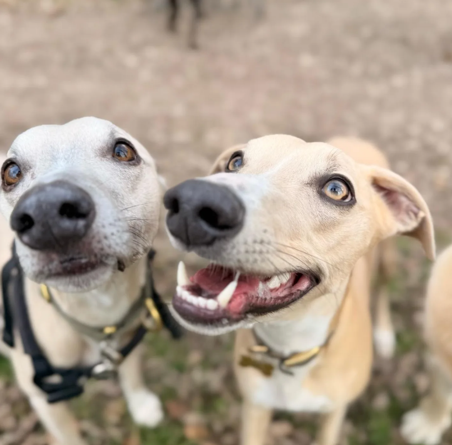 40 Whippet walks.png
