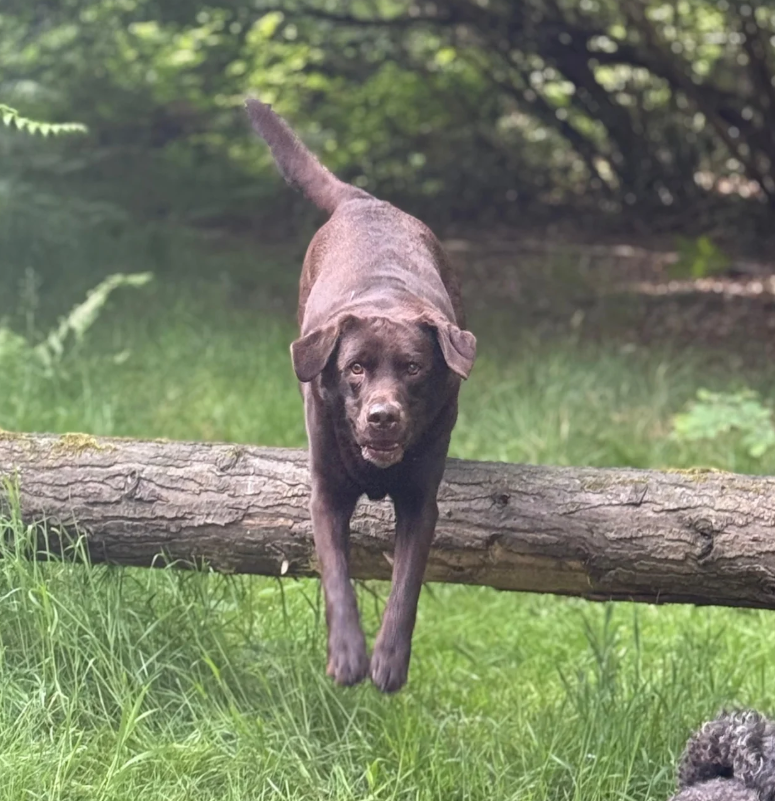 05 Digby Action.png