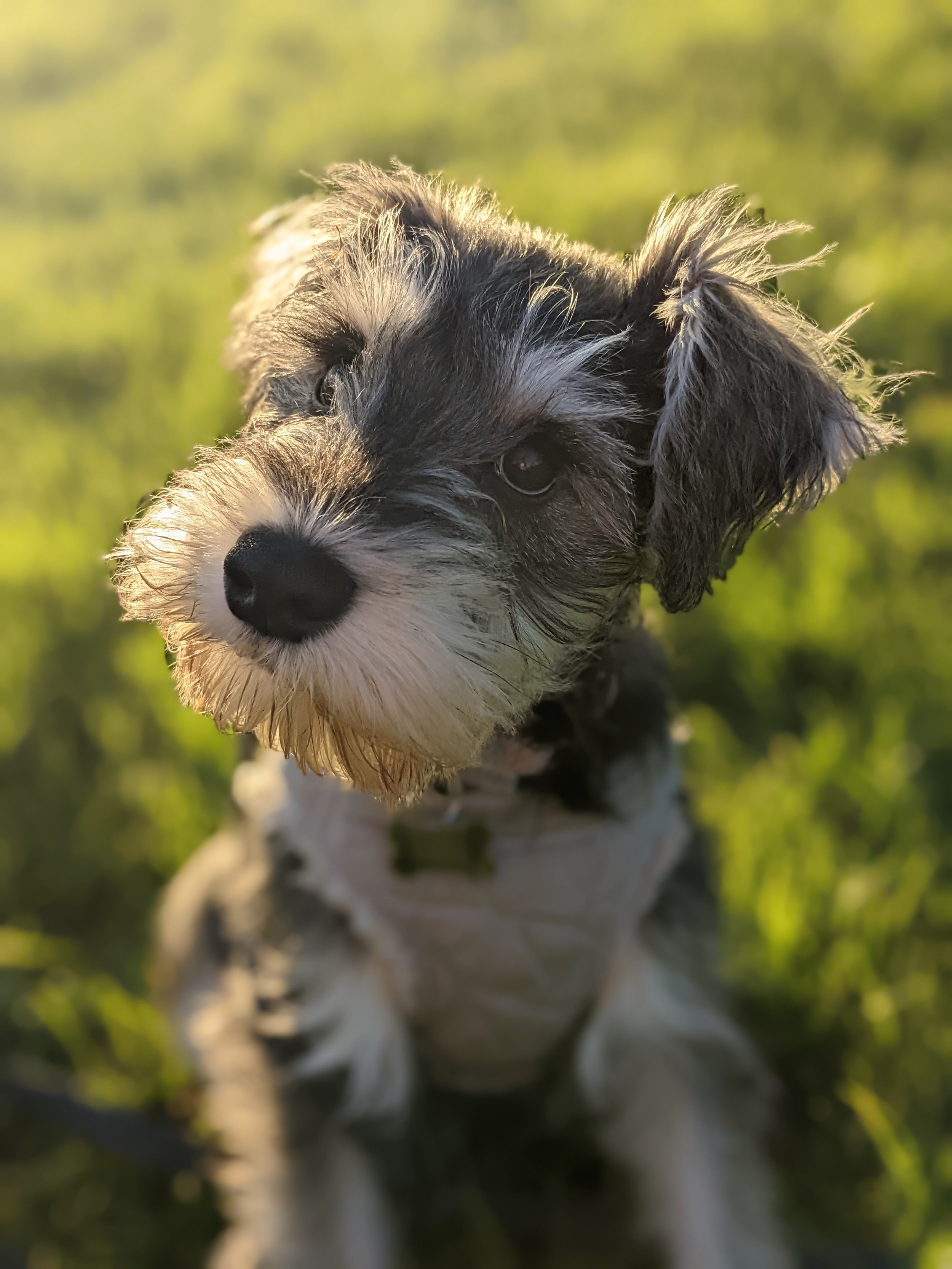 Zelda the minature schnauzer