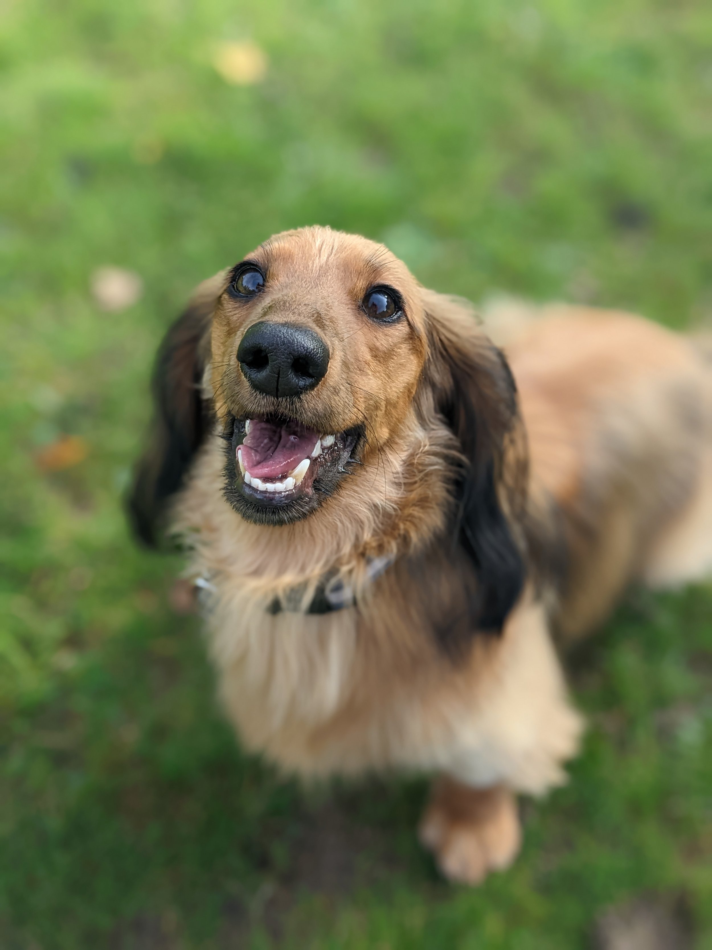 Otto the miniature dachshund, dog walks in Oxshott recreation ground.
