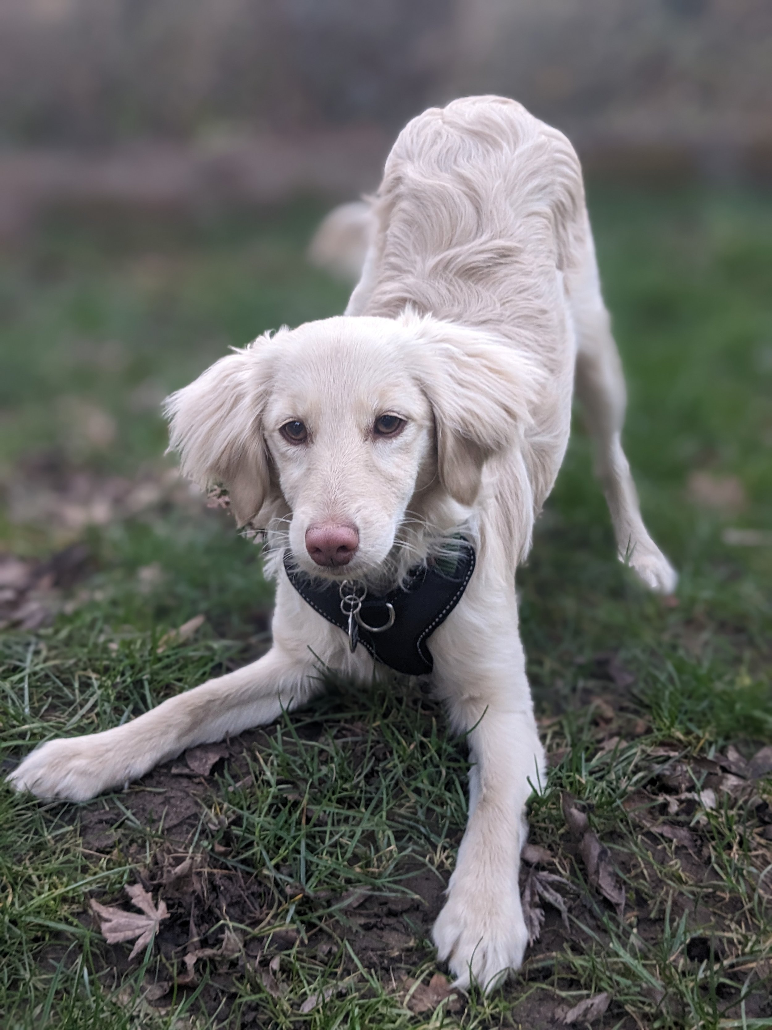 Daisy website.jpg