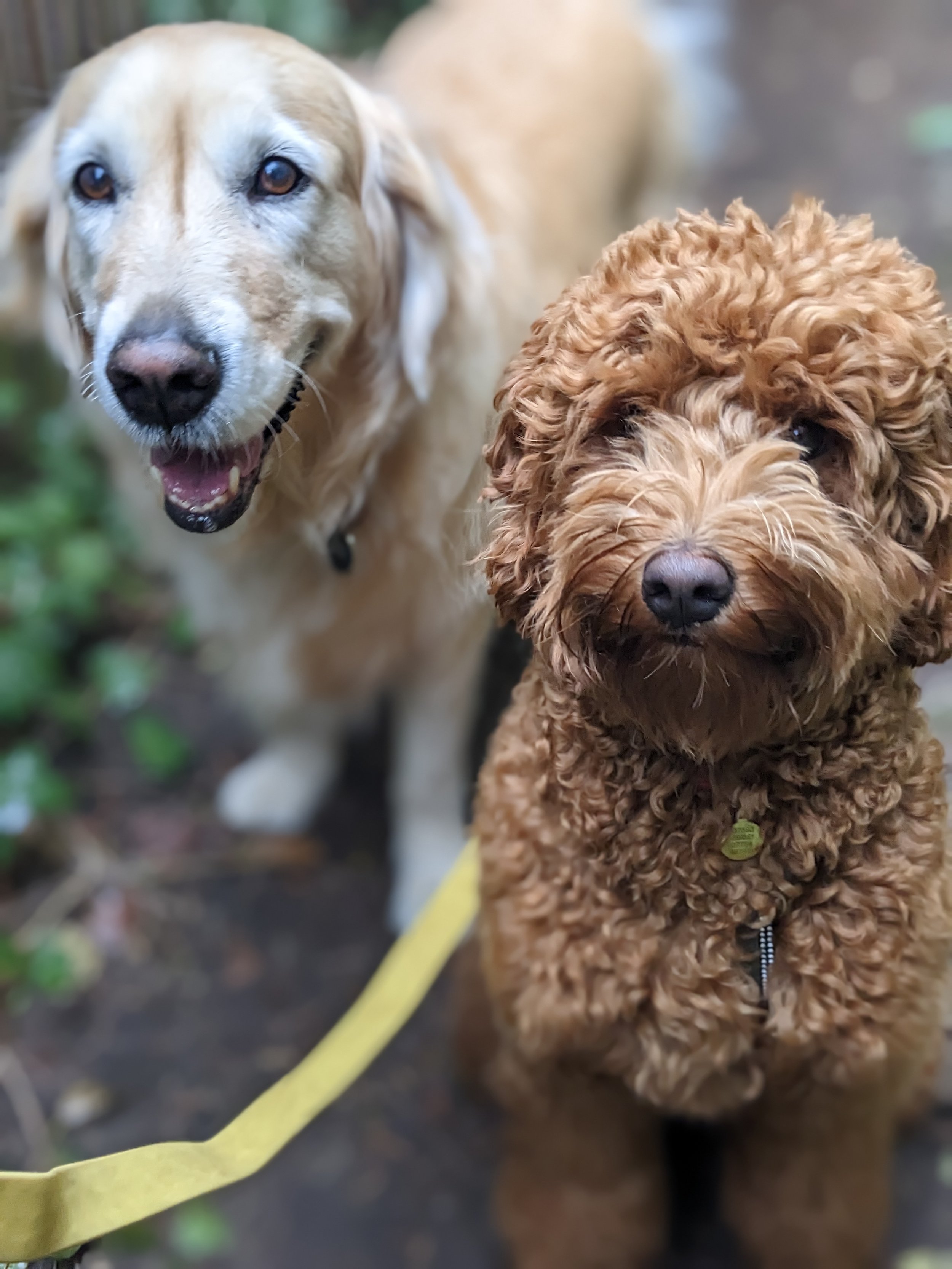 Toast and Chestnut website.jpg