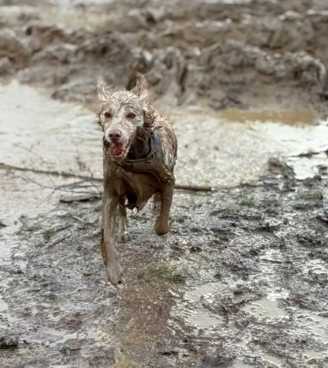 73 Daisy Mud.png