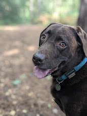 Ellie the labrador dog walks, Oxshott Heath.