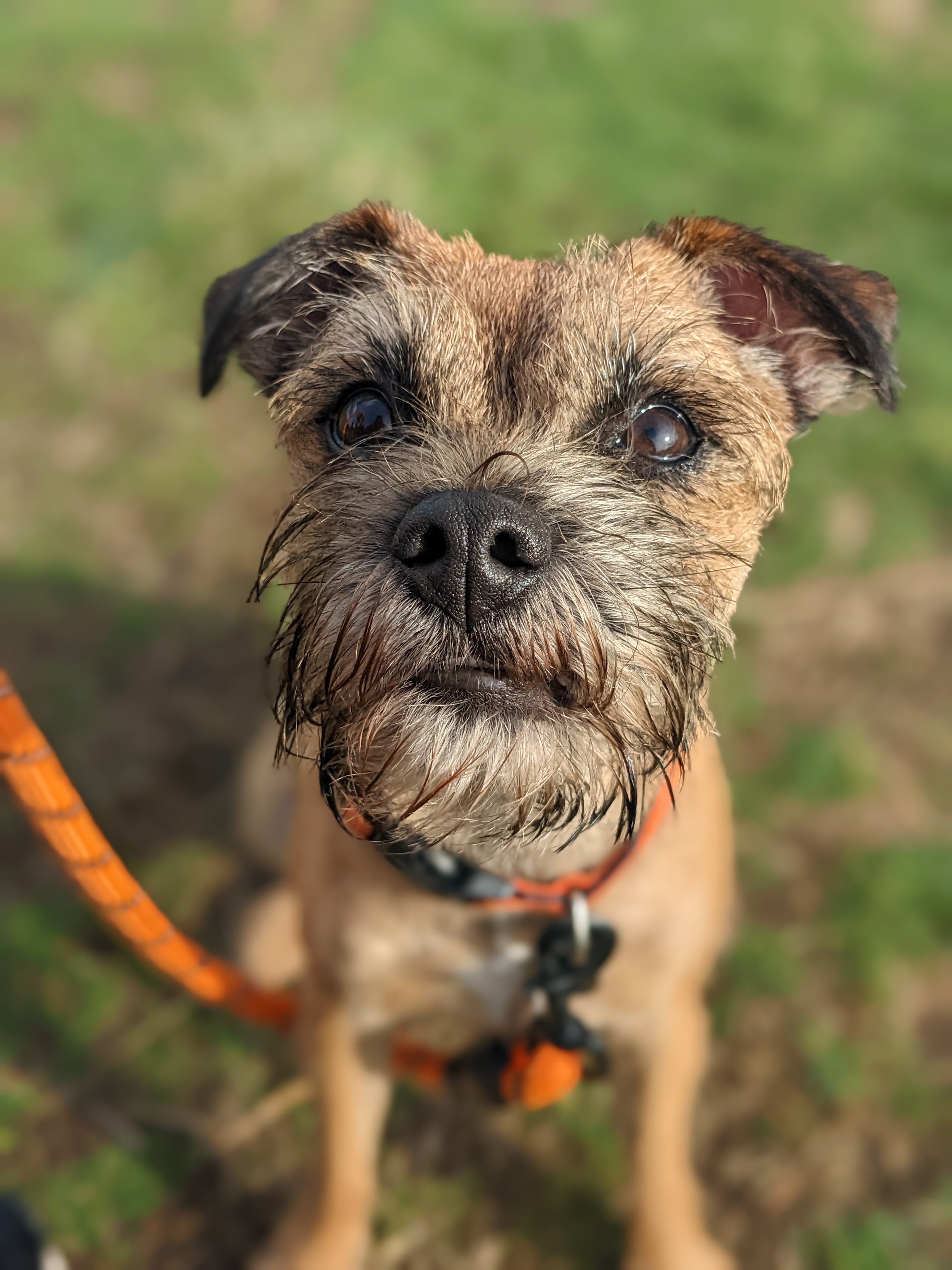Dog Walking Ashtead Common with Martha the Boarder Terrier.