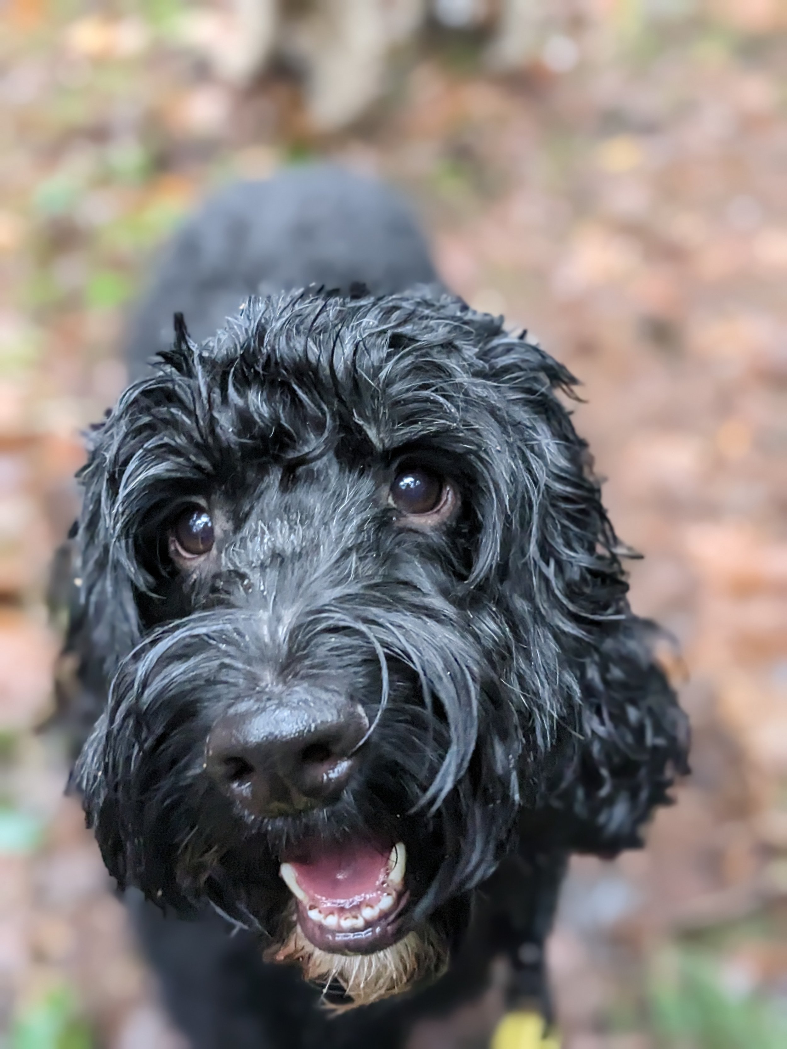 Dempsey the cockerpoo on group walks