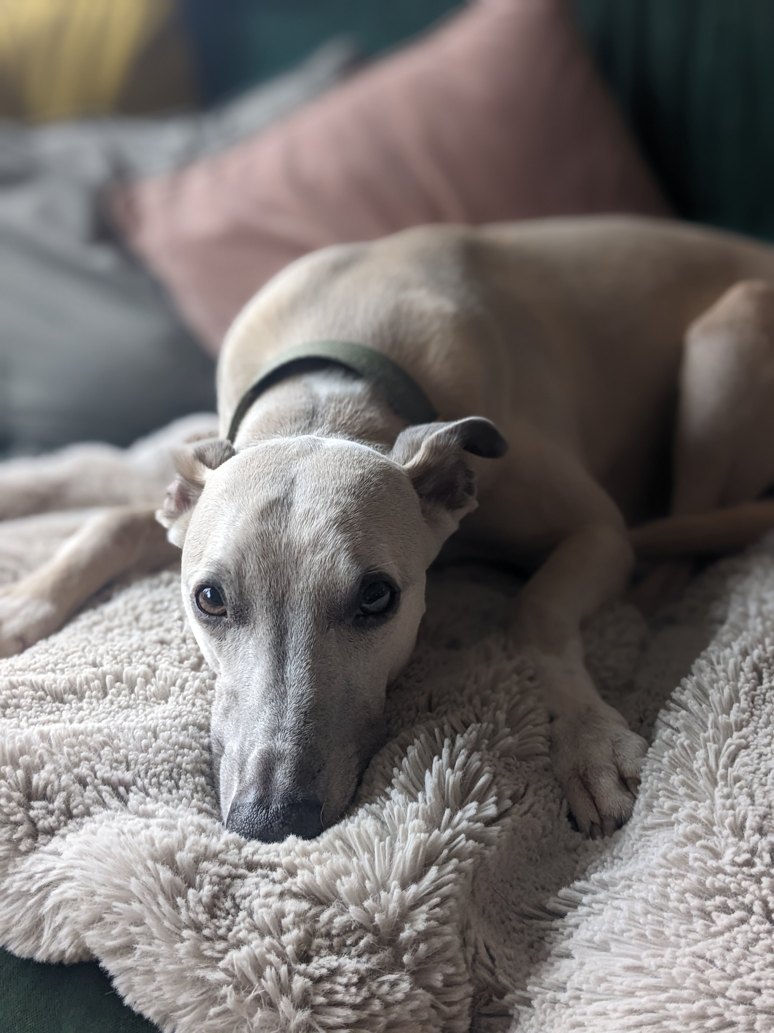 Henry whippet.jpg