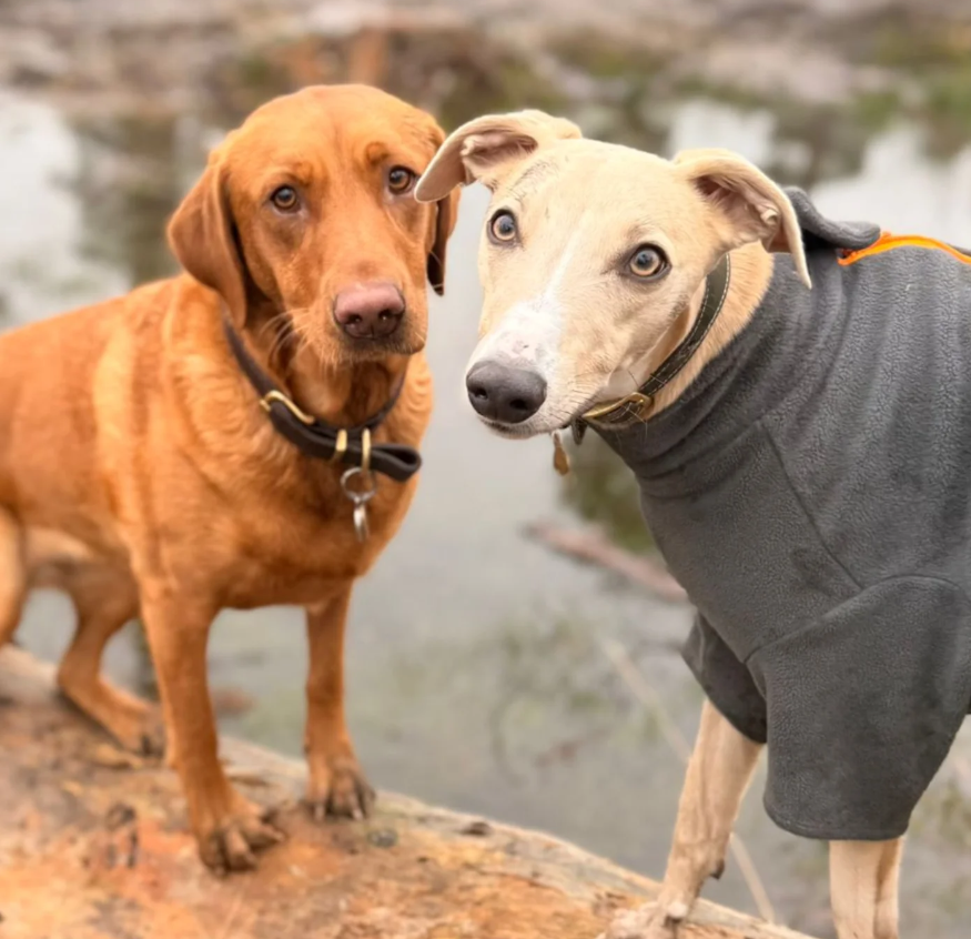 63 Piper and Cooper.png