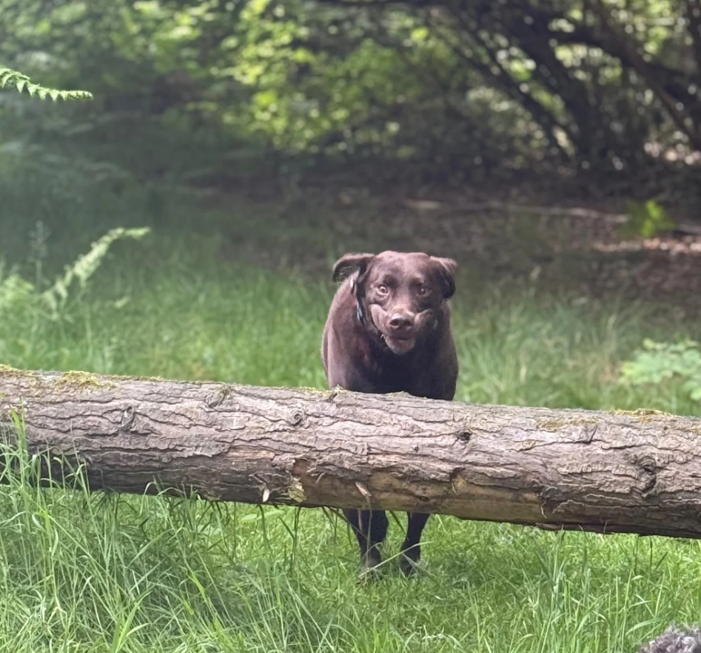 04 Digby Action.png