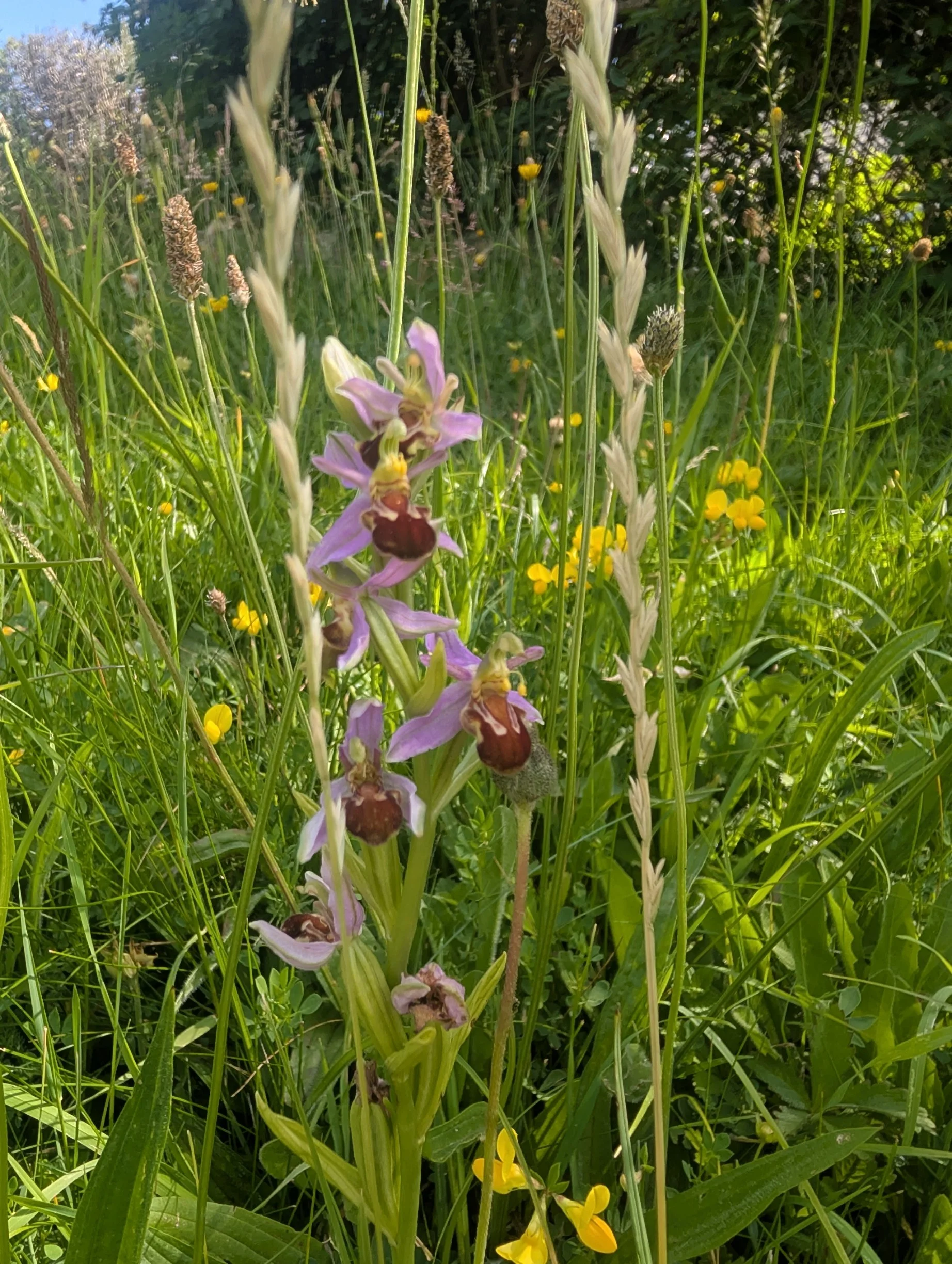 Garden rewilding