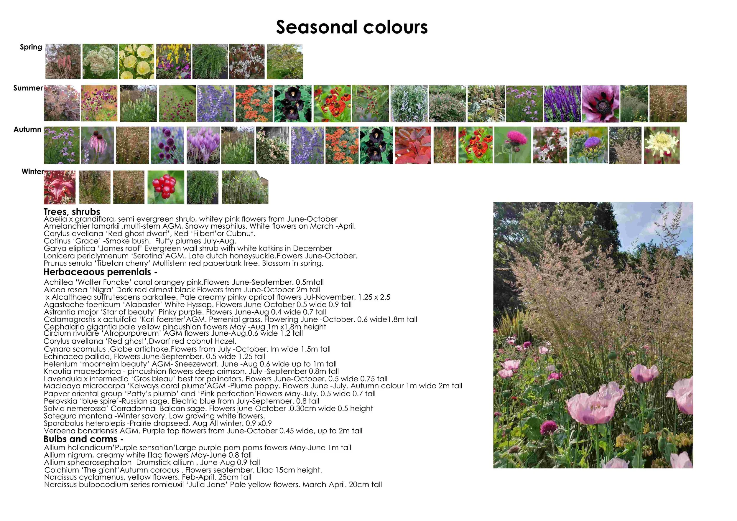 Planting plan no3. Anns border- finished_4.jpg