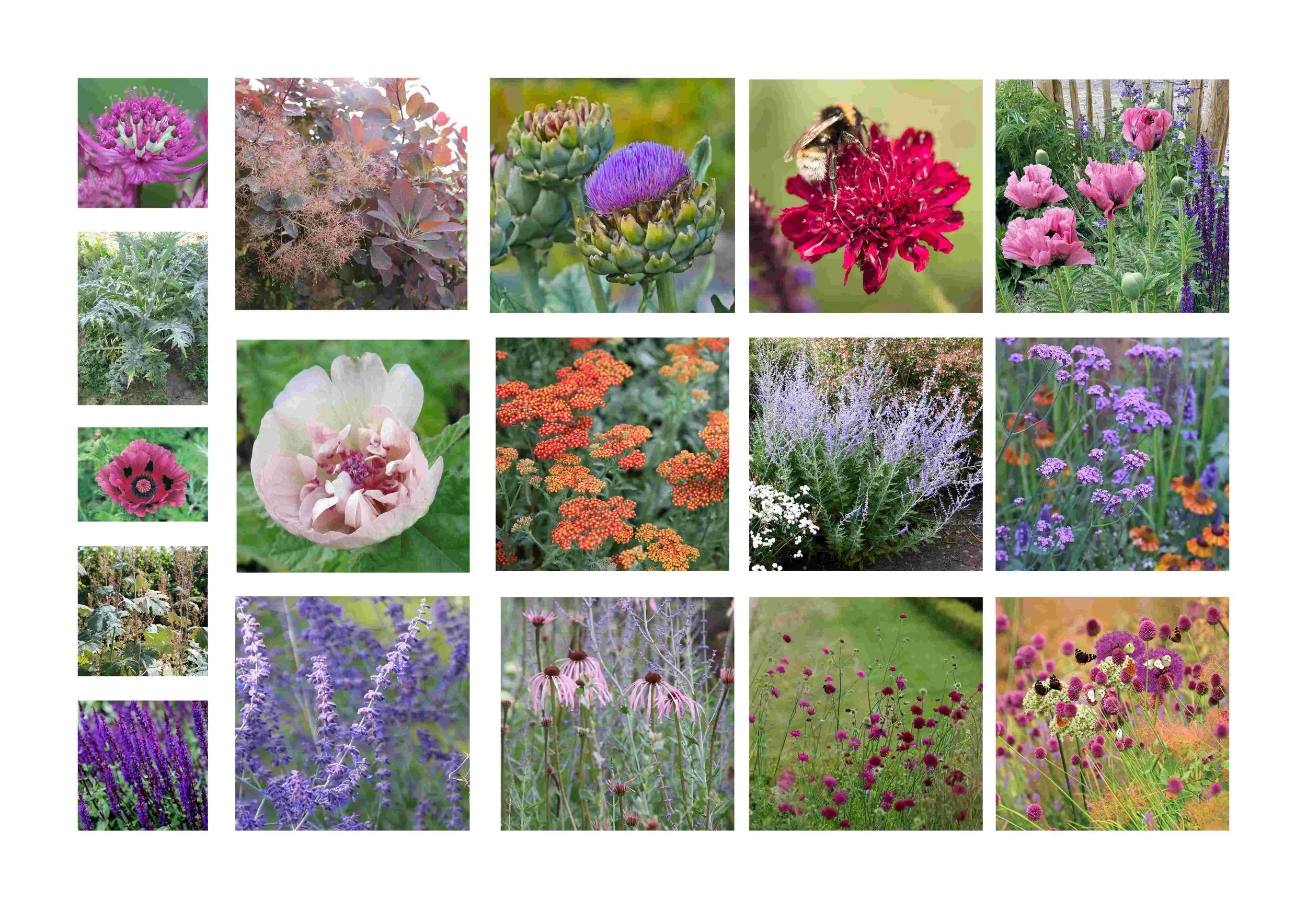 Planting plan no3. Anns border- finished_3.jpg