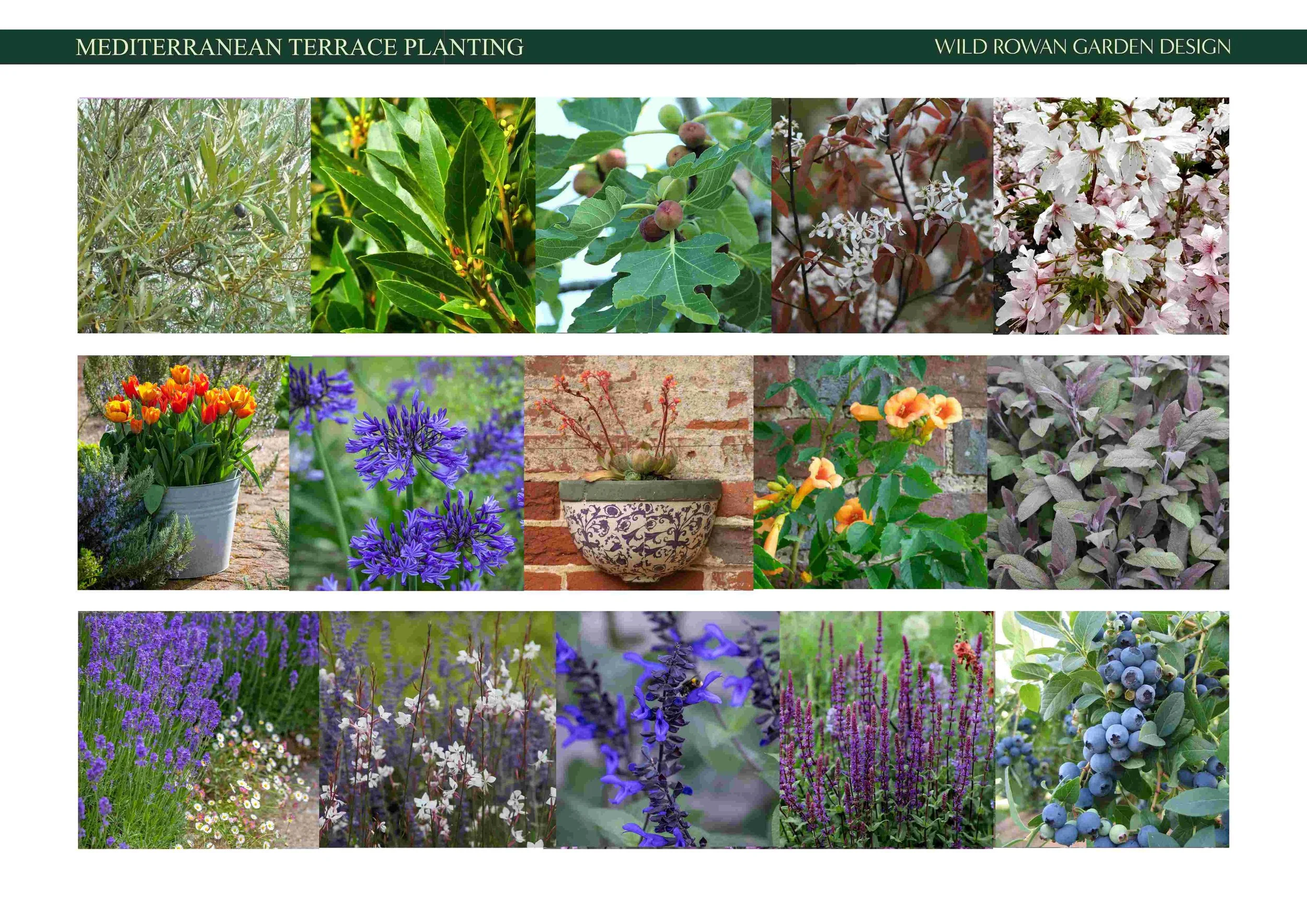 Moodboard -Mediteranian terrace planting.jpg
