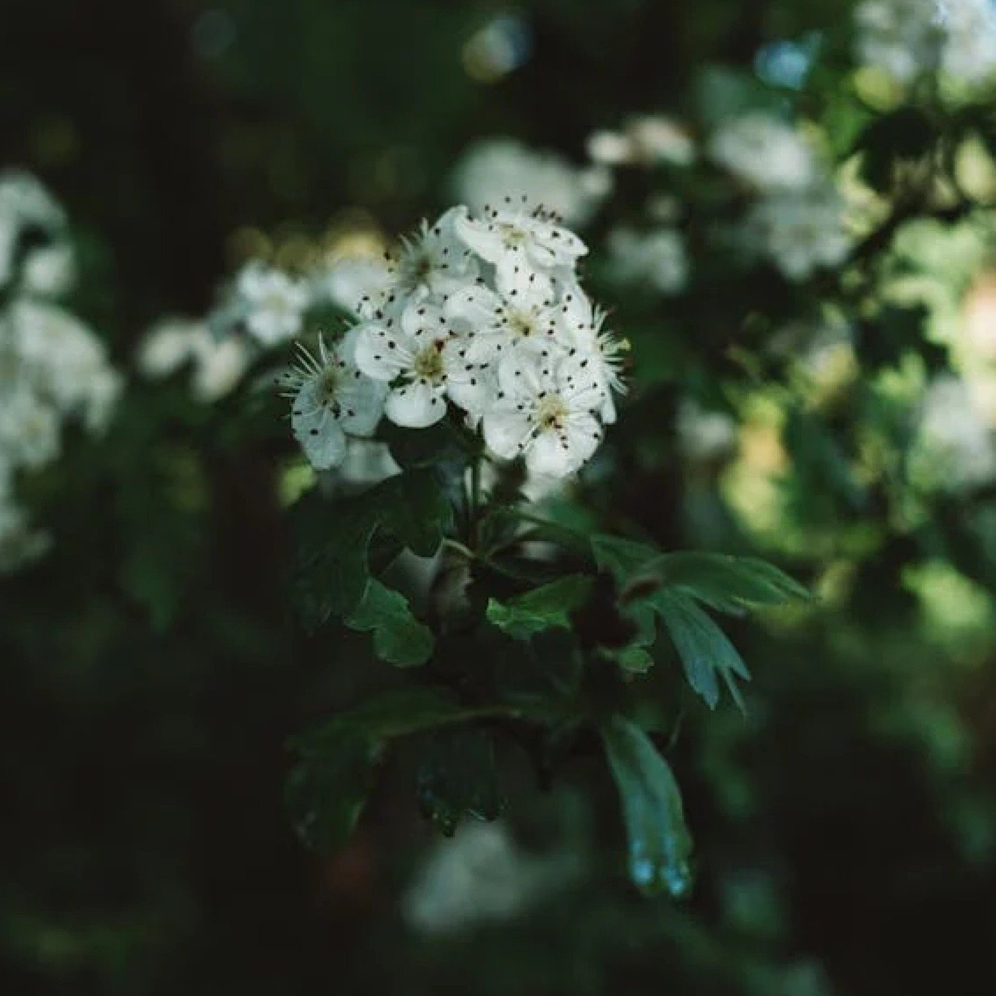 May is in full bloom and so is Hawthorne, the exquisite flower of this enchanting month. Delicate petals unfold, revealing an intoxicating fragrance that captivates the senses. ⁠
Harness the energy of May and join us as we uncover the meaningful symb