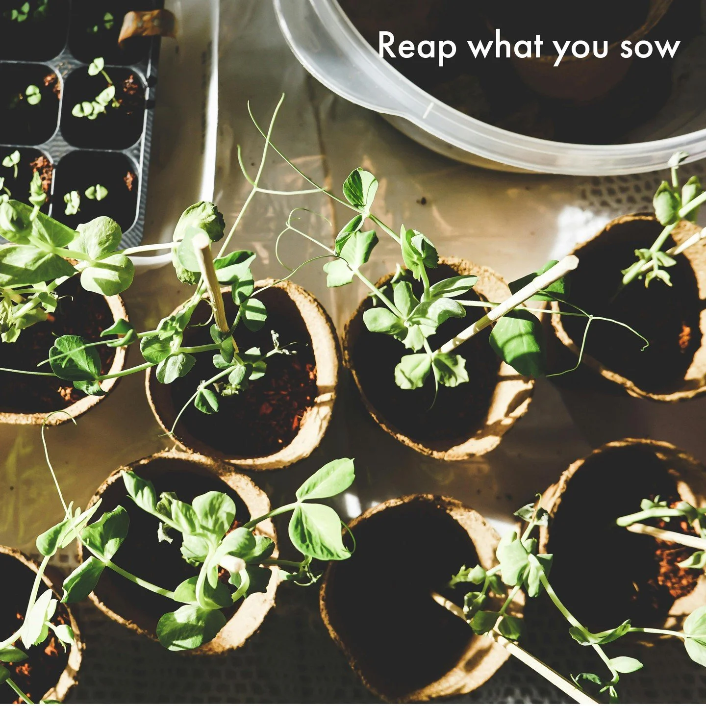 The world seems unsettled of late. ⁠
⁠
I love to plant and be in nature when I feel like this. I love the feeling of creating and tending to the earth. The feeling of the earth in between my hands helps me to feel grounded and calm. I love the time j