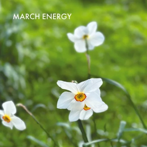 As the world carries its weight, I feel as though March quietly invites us to slow down. The first buds appear, soft green promises of renewal, reminding us that growth often begins in stillness.⁠
⁠
This month is a gentle call to turn inward, to nour
