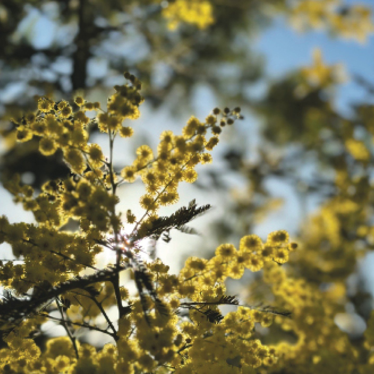 ✨ The Mimosa in Bloom ✨⁠
⁠
Spend some time in nature and seek out the Mimosa tree, now bursting with golden blossoms. Each delicate flower whispers that the seasons are shifting, that change is gentle, inevitable, and beautiful.⁠
⁠
Just gently pause 