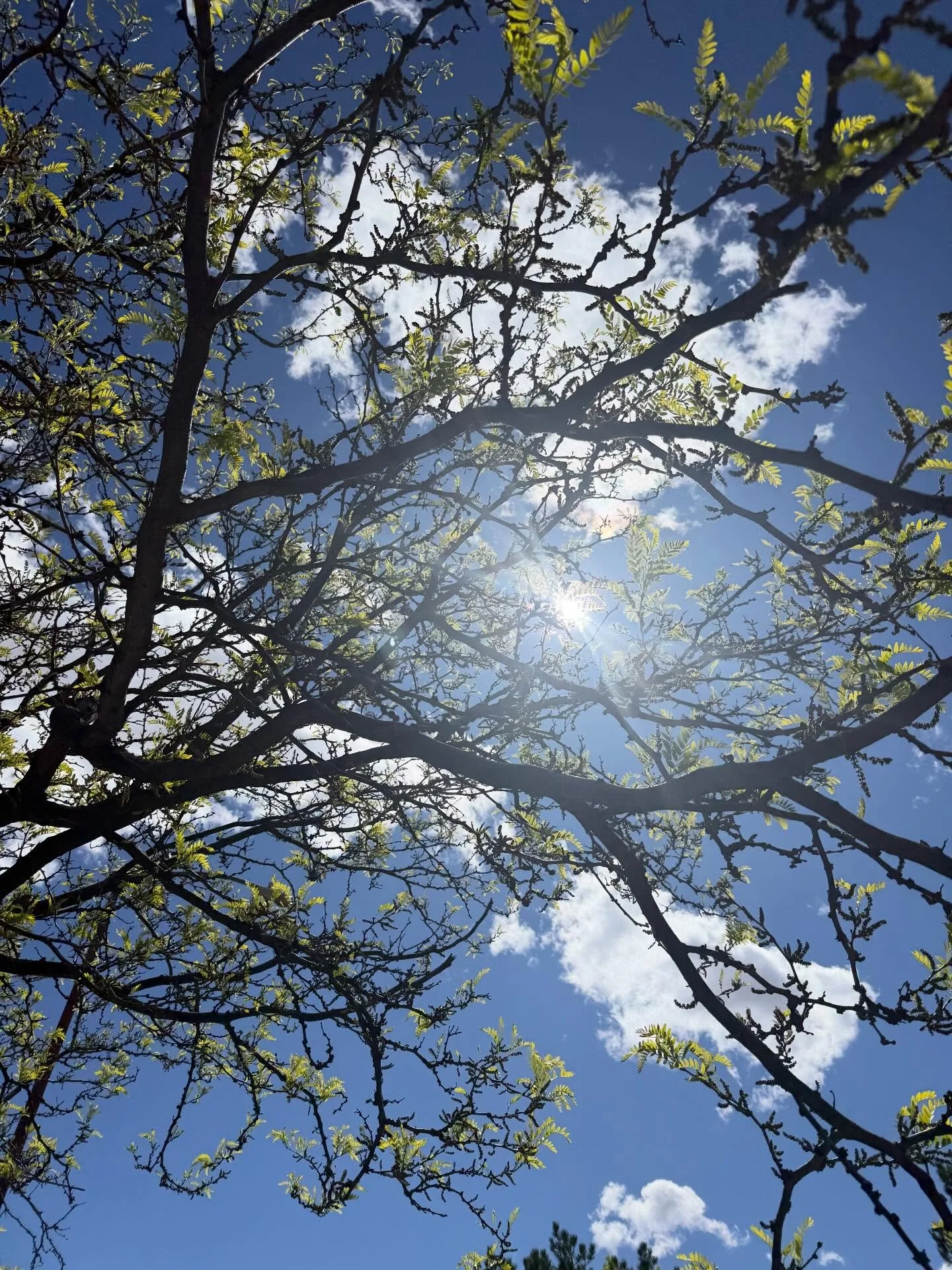 Simply loving the vast of Santa Fe and New Mexico. Feel like I can truly think and open up. 

The sky is the perfect blue, the sun is warm and the colours of nature adorn the backdrop. 

Finally feel happy. 

#santaf&eacute; #newness #vastexpansivebl