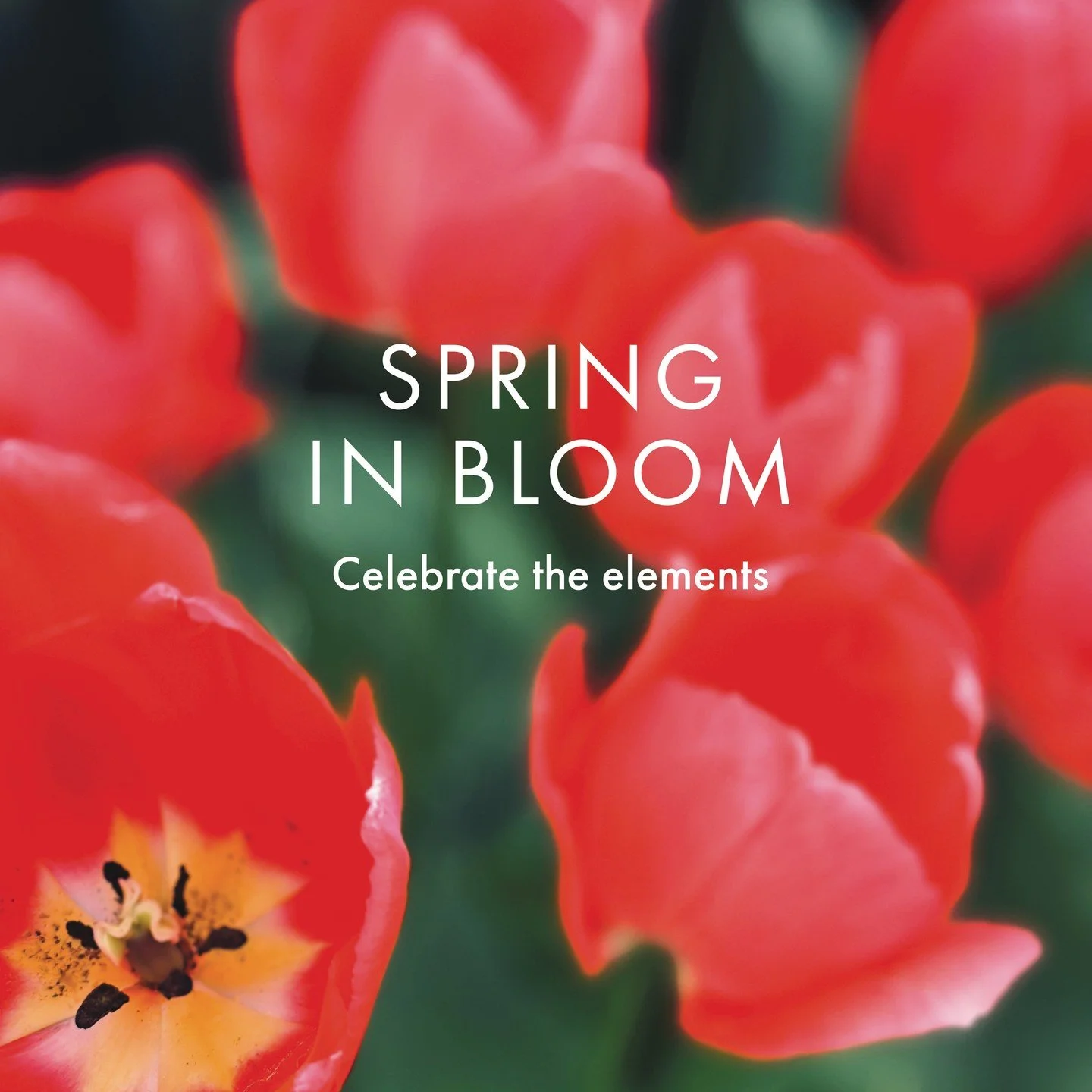 Spring is in full bloom &mdash; and the elements are feeling it too. 🌿⁠
⁠
Water flows through every petal, carrying life up from the earth.⁠
Air dances with the blossom dust, whispering warmth into every breeze⁠
Fire blazes in that golden sun, coaxi
