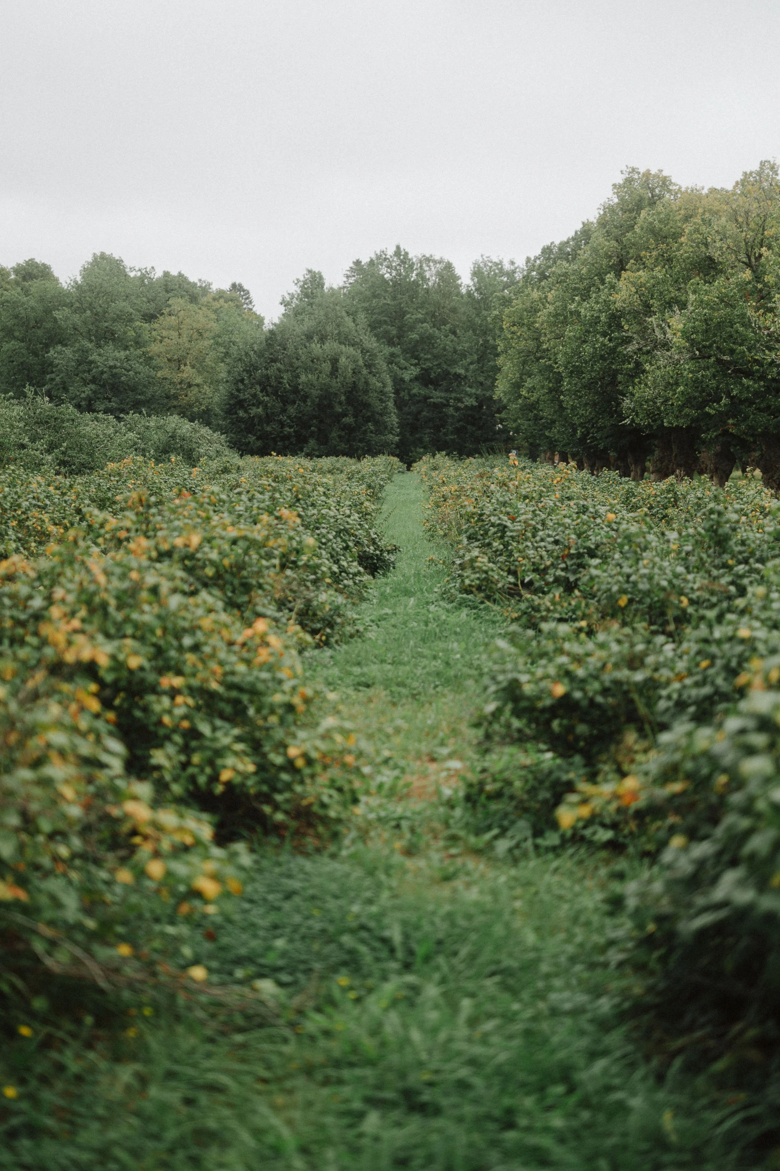 Aspit-portfolio (20 of 102).jpg