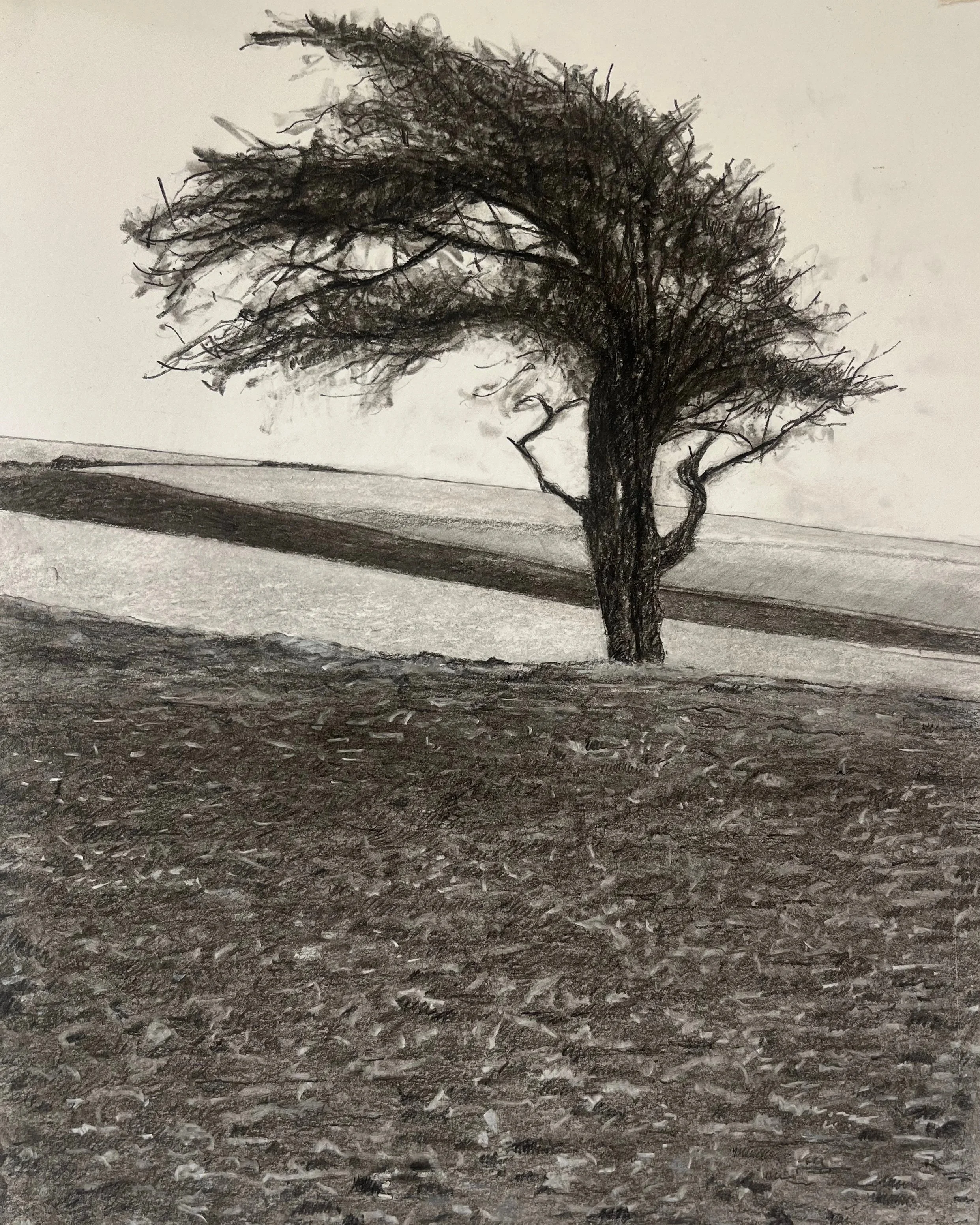 Hawthorn+3jpeg.jpg