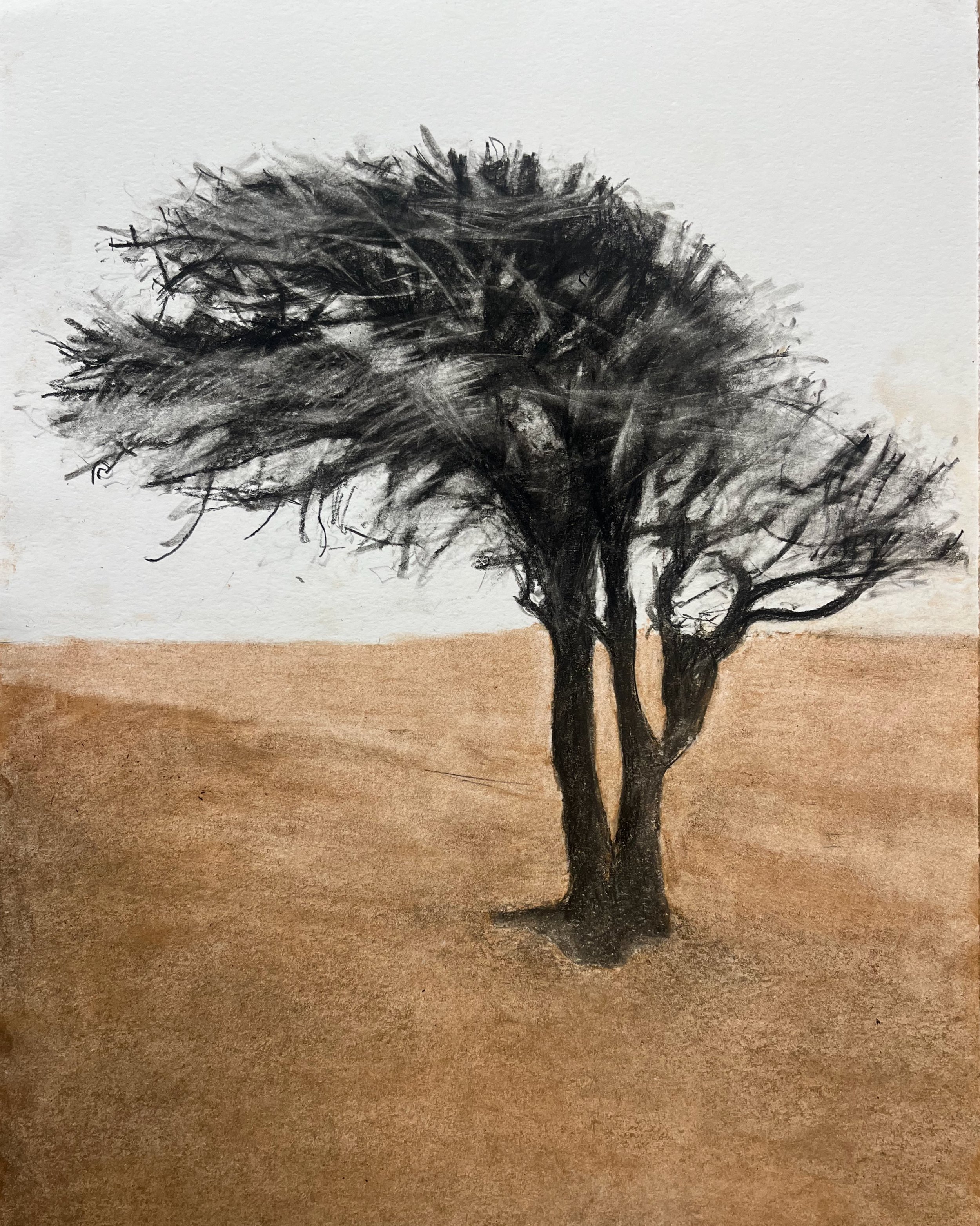 Hawthorn5.jpeg