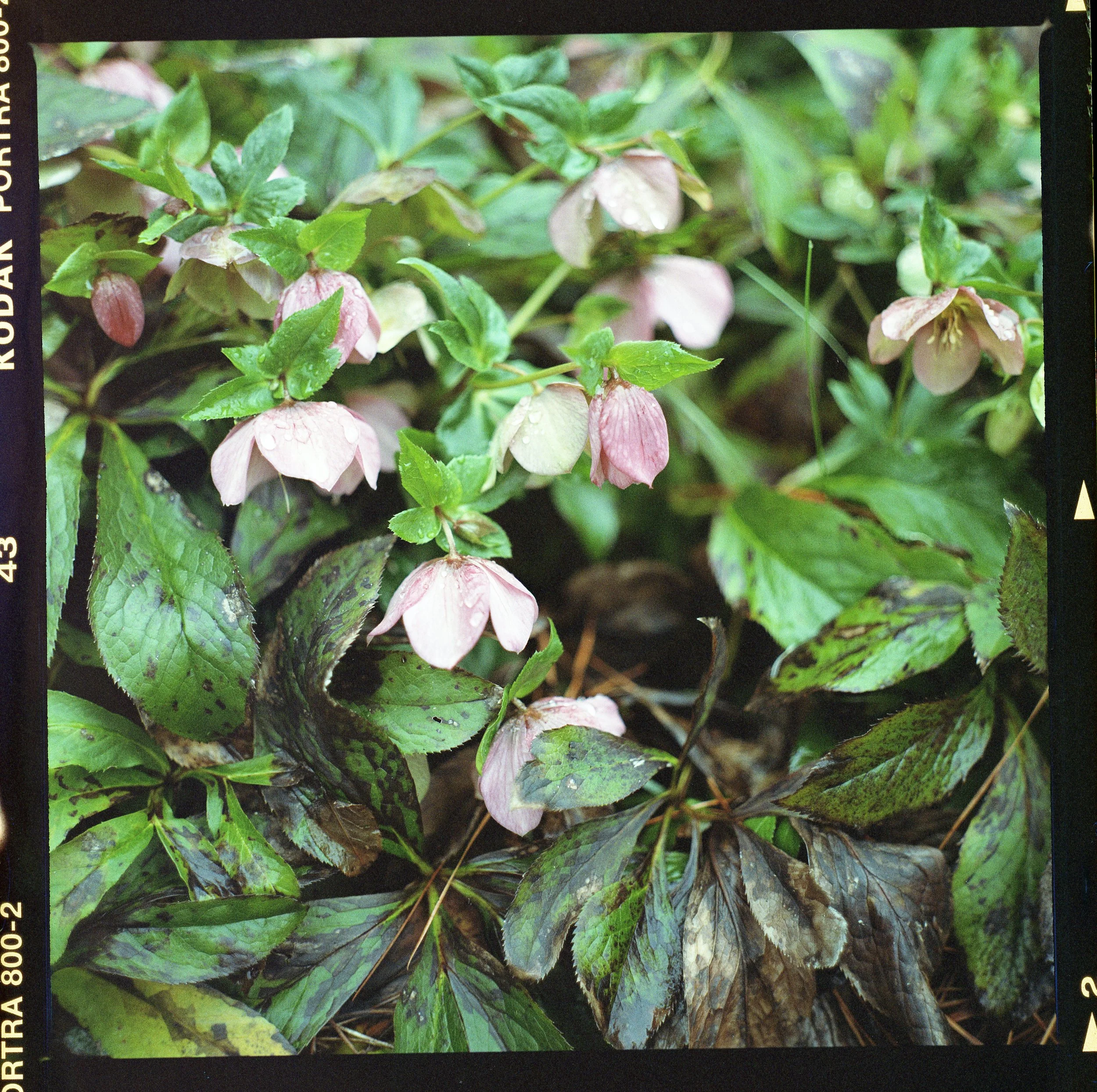 portra 800 rando509.jpg