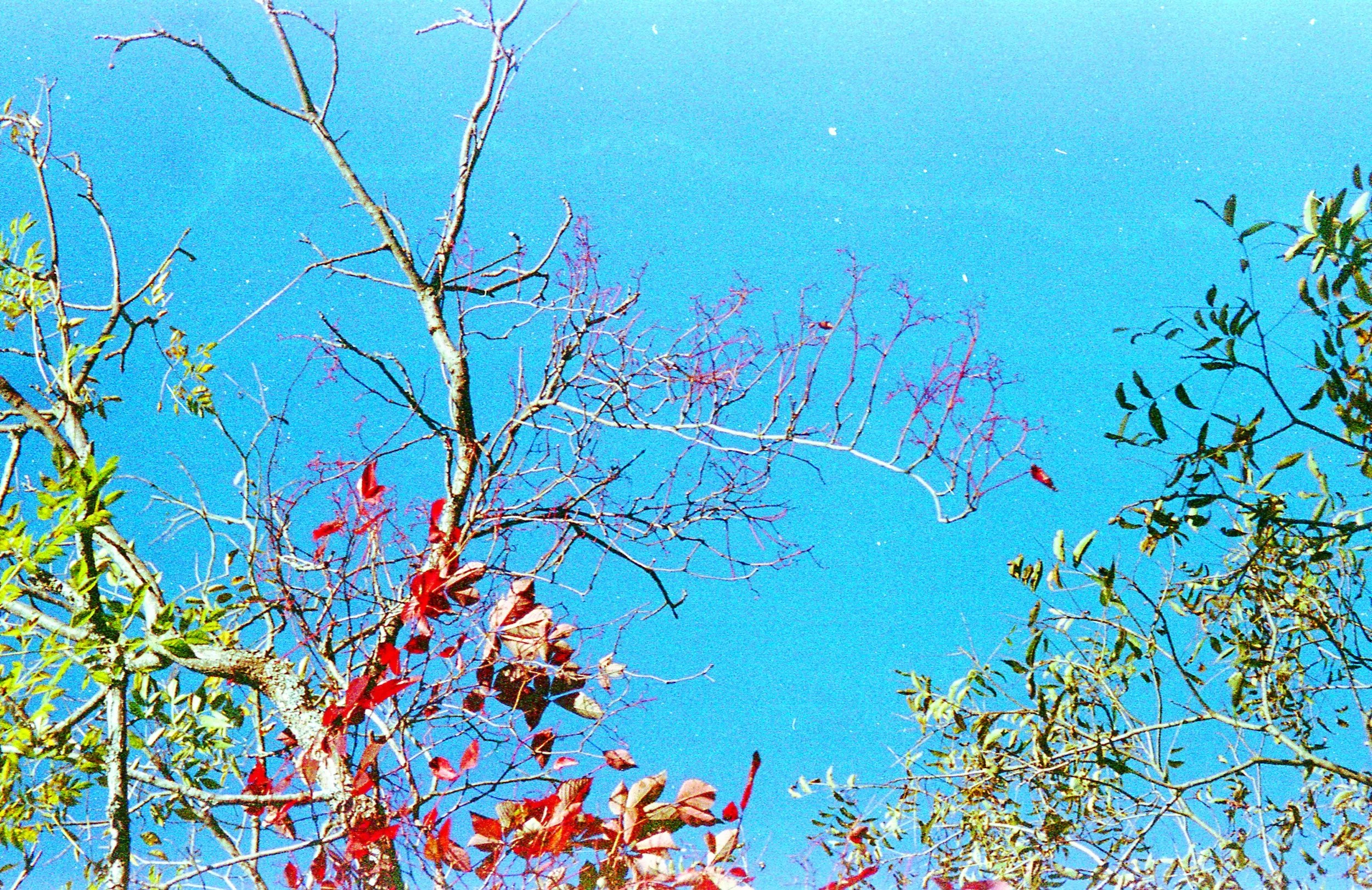 Expired Polaroid 200