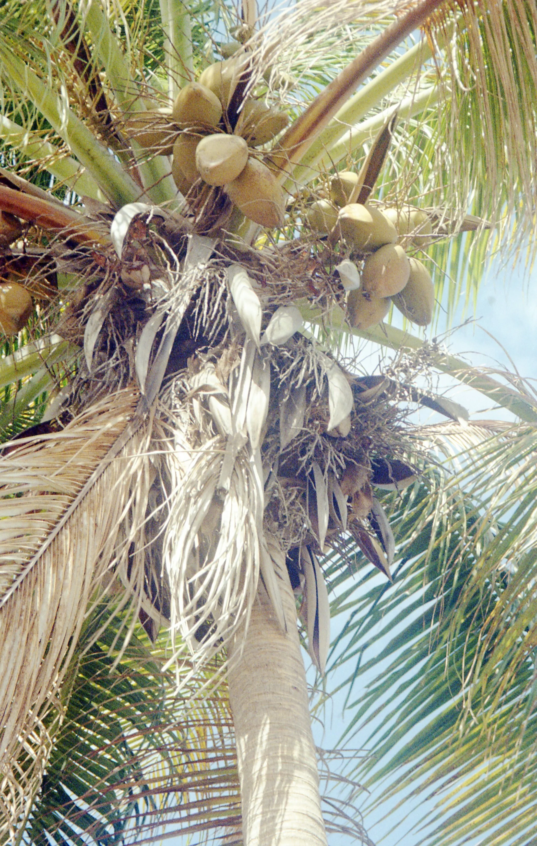 Pocket pentax369.jpg