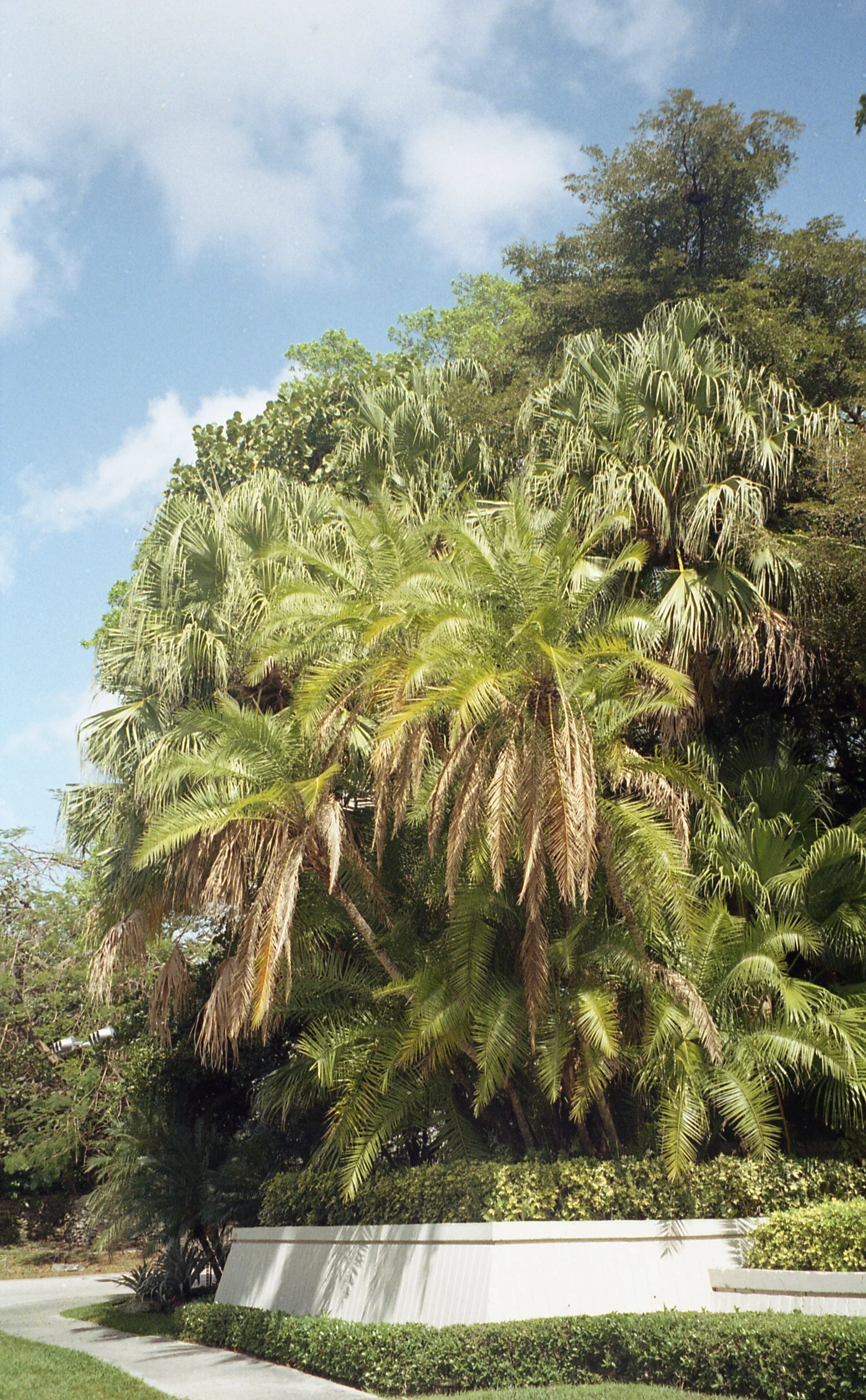 Pocket pentax363.jpg