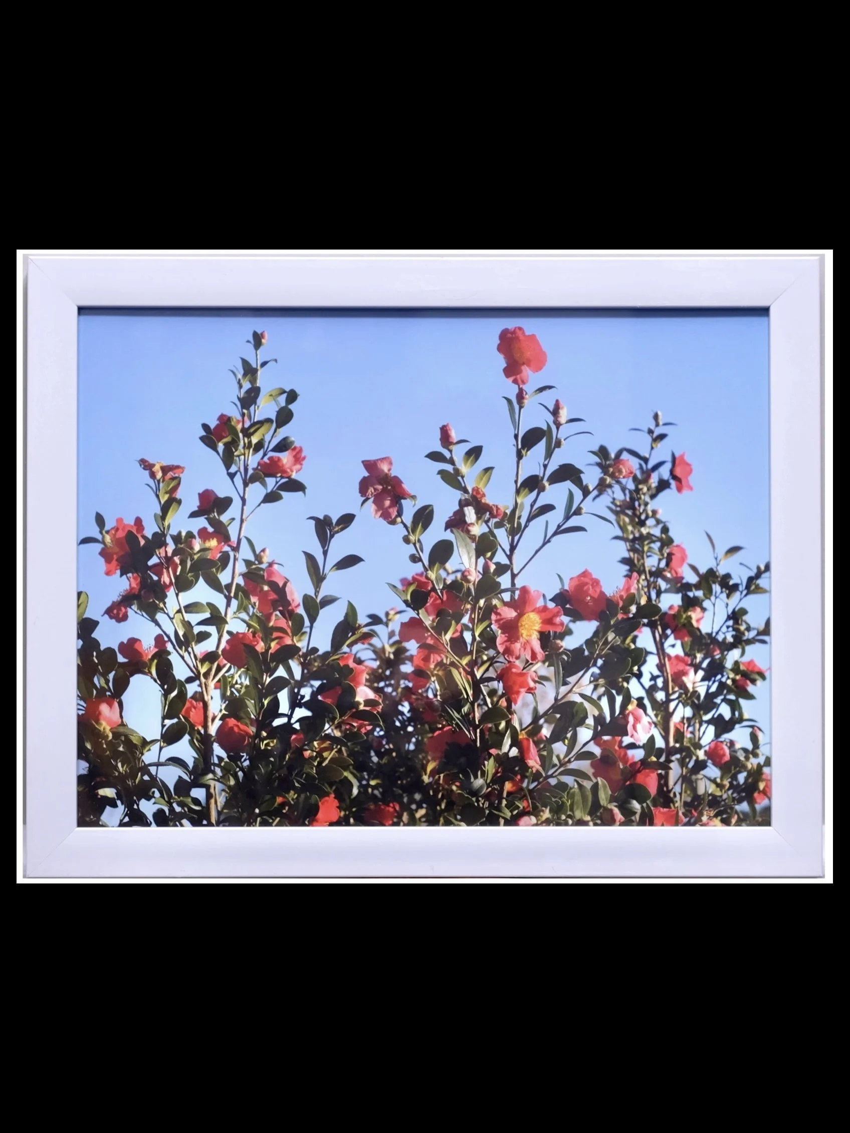 "Wild Roses"