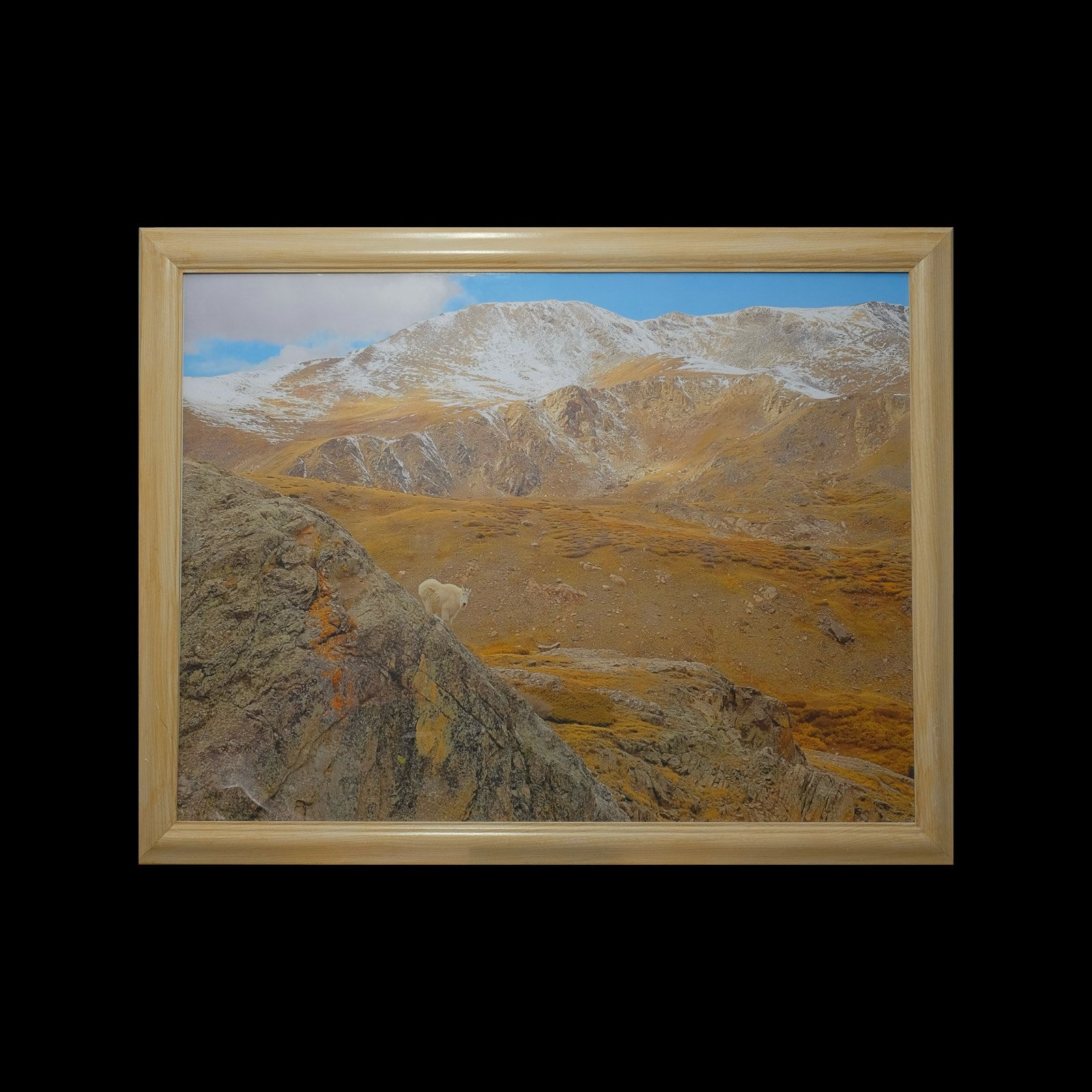 "American Mountain Goat" 30"x40"